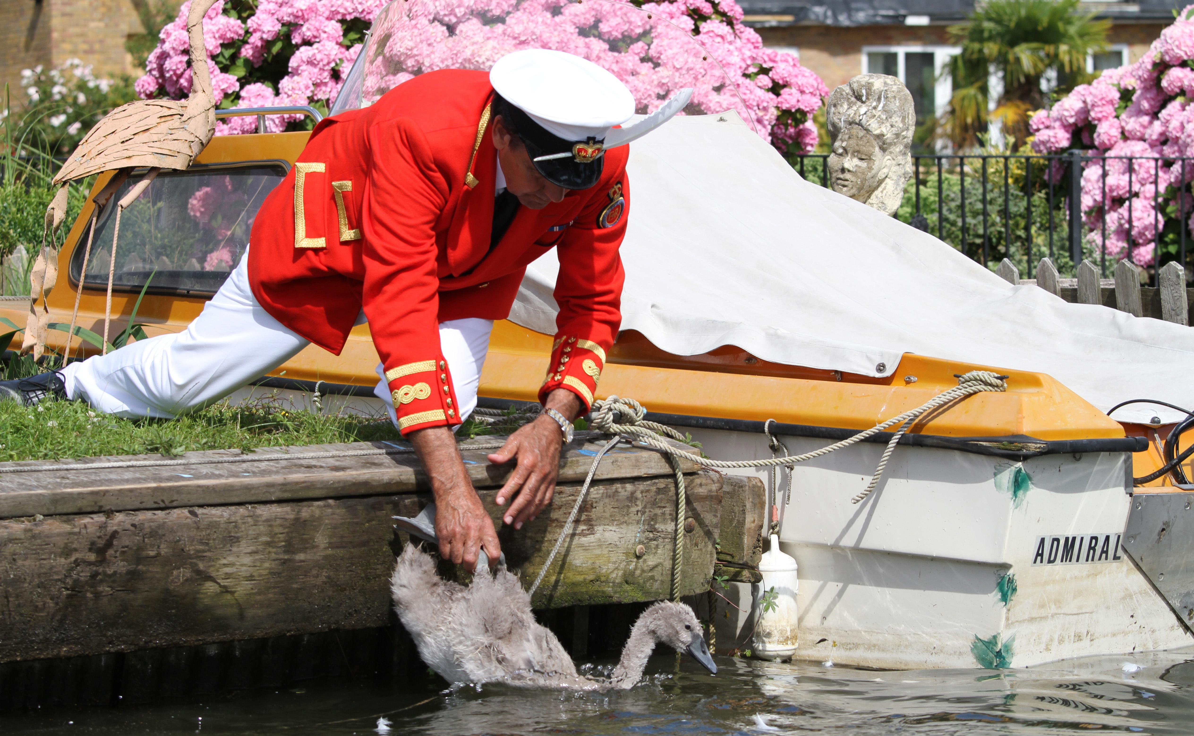 The Queen’s Swan Marker David Barker releases a cygnet back into the River Thames, in Staines on Thames, England, Monday July 18, 2016, during the annual count of the Queen's swans on the river Thames. The queen is the traditional owner of unmarked mute swans and royal tradition requires they be counted each year. (AP Photo/Leonora Beck)