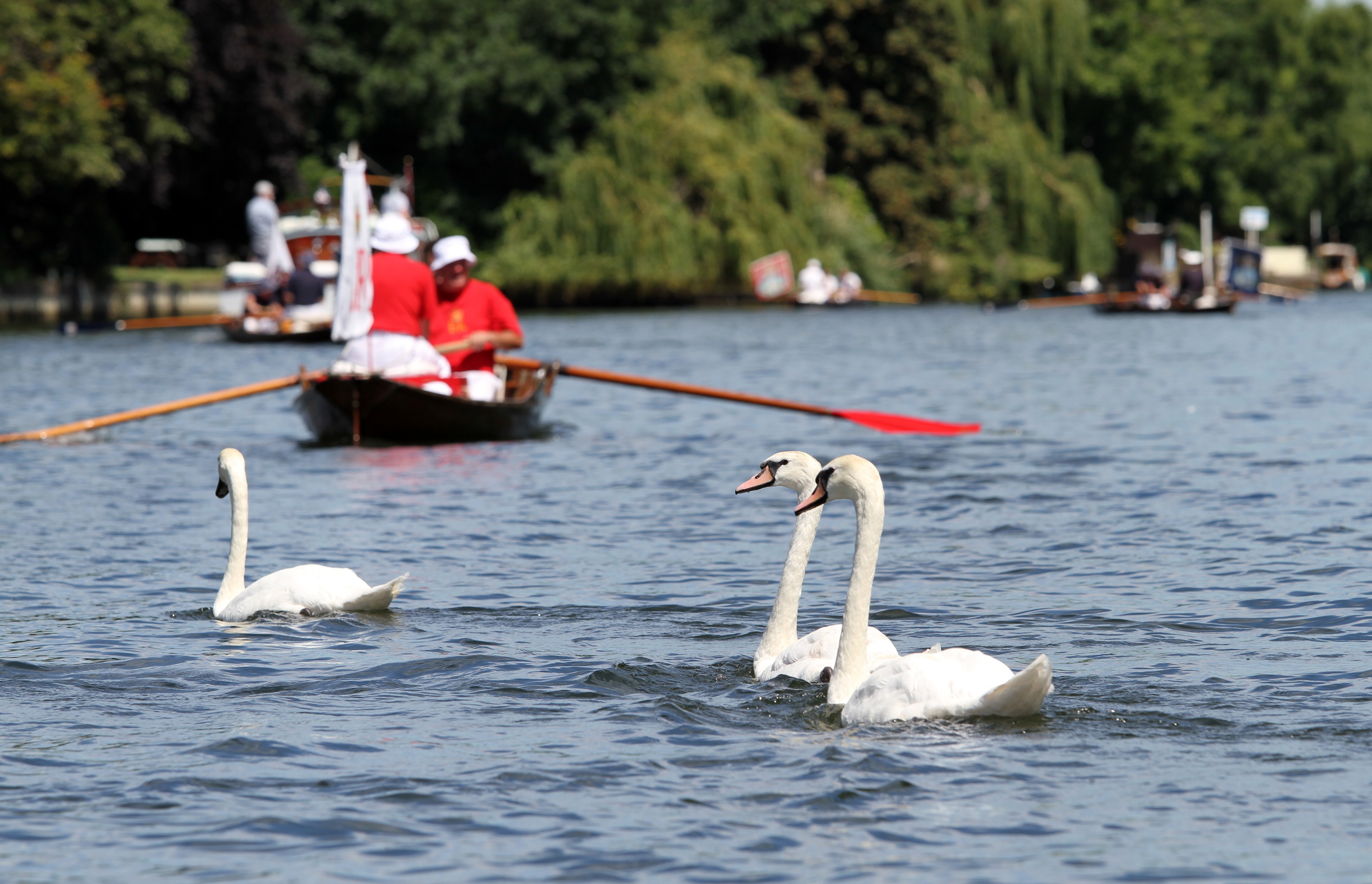 Britain's Queen Elizabeth's Swan Uppers look for cygnets while sailing down the River Thames, in Staines on Thames, England, Monday July 18, 2016, during the annual count of the Queen's swans on the river Thames. The queen is the traditional owner of unmarked mute swans and royal tradition requires they be counted each year. (AP Photo/Leonora Beck)