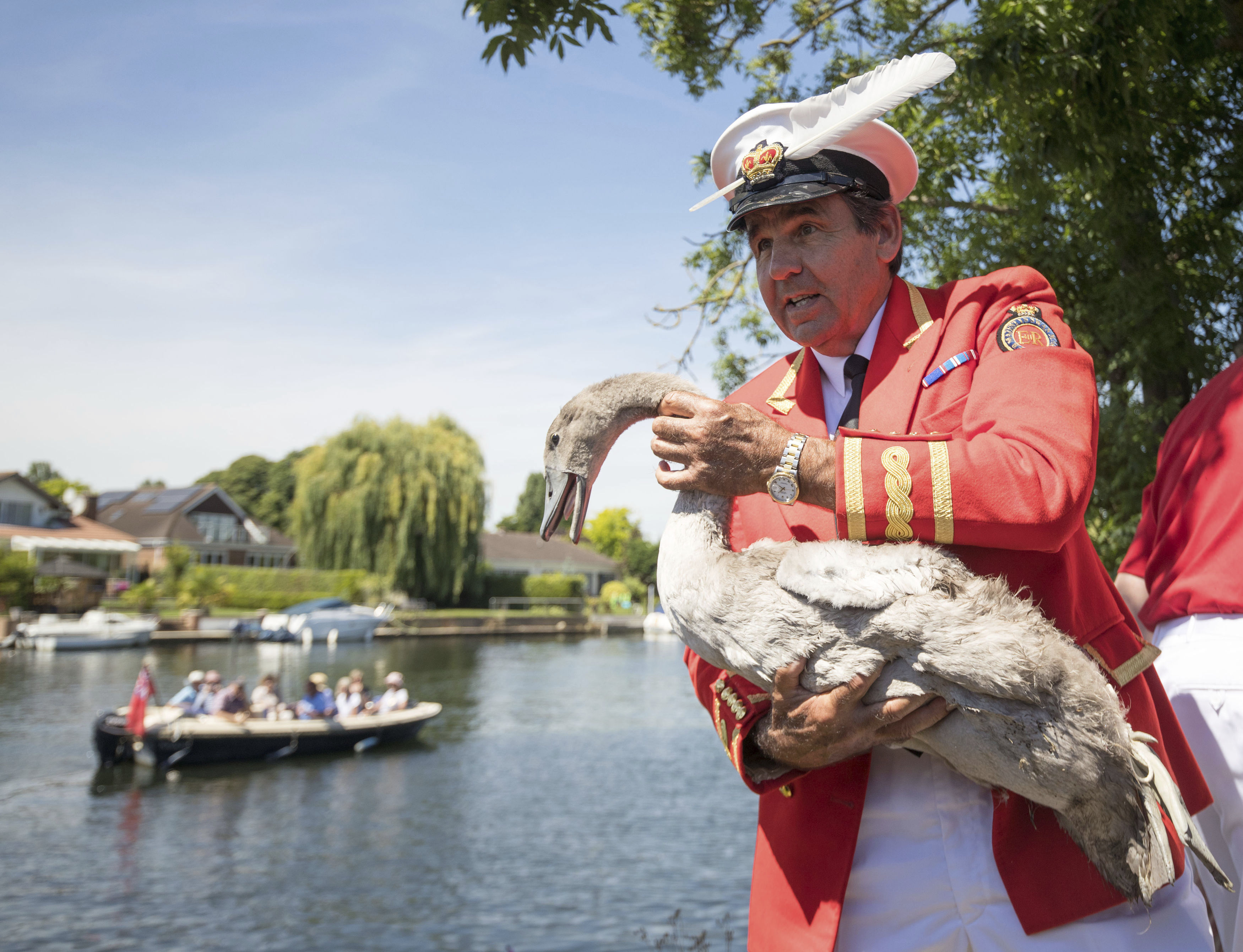 Queens Royal Swan Marker David Barber checks out a cygnet near Staines, England, as the ancient tradition of counting swans along the River Thames begins, Monday July 17, 2017. The ritual known as Swan Upping dates back to the 12th century when the ownership of all unmarked mute swans in open water in Britain was claimed by the Crown in order to ensure a ready supply for feasts. (Steve Parsons/PA via AP)