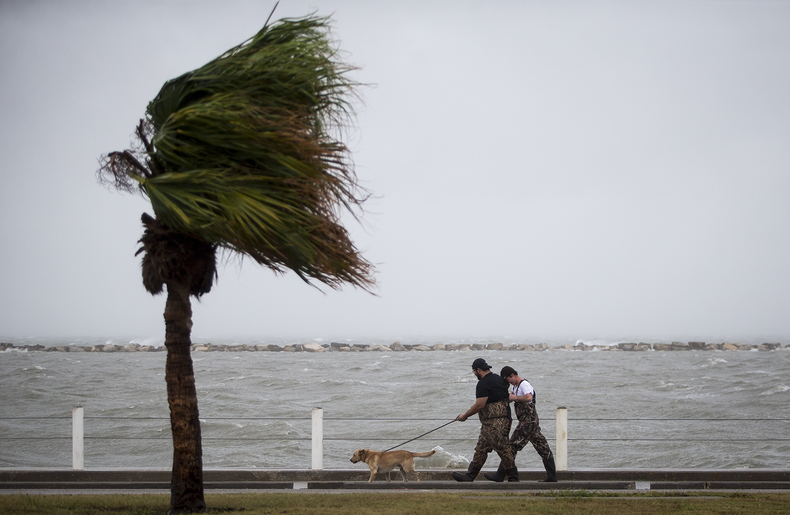 Foster Adams, left, walks his dog, Gus, with his friend Bradley Strayer along the seawall during Hurricane Harvey in Corpus Christi, Texas, on Friday, Aug. 25, 2017. Hurricane Harvey is expected to make landfall on the Texas coast Friday night or early Saturday morning. (Nick Wagner/Austin American-Statesman via AP)