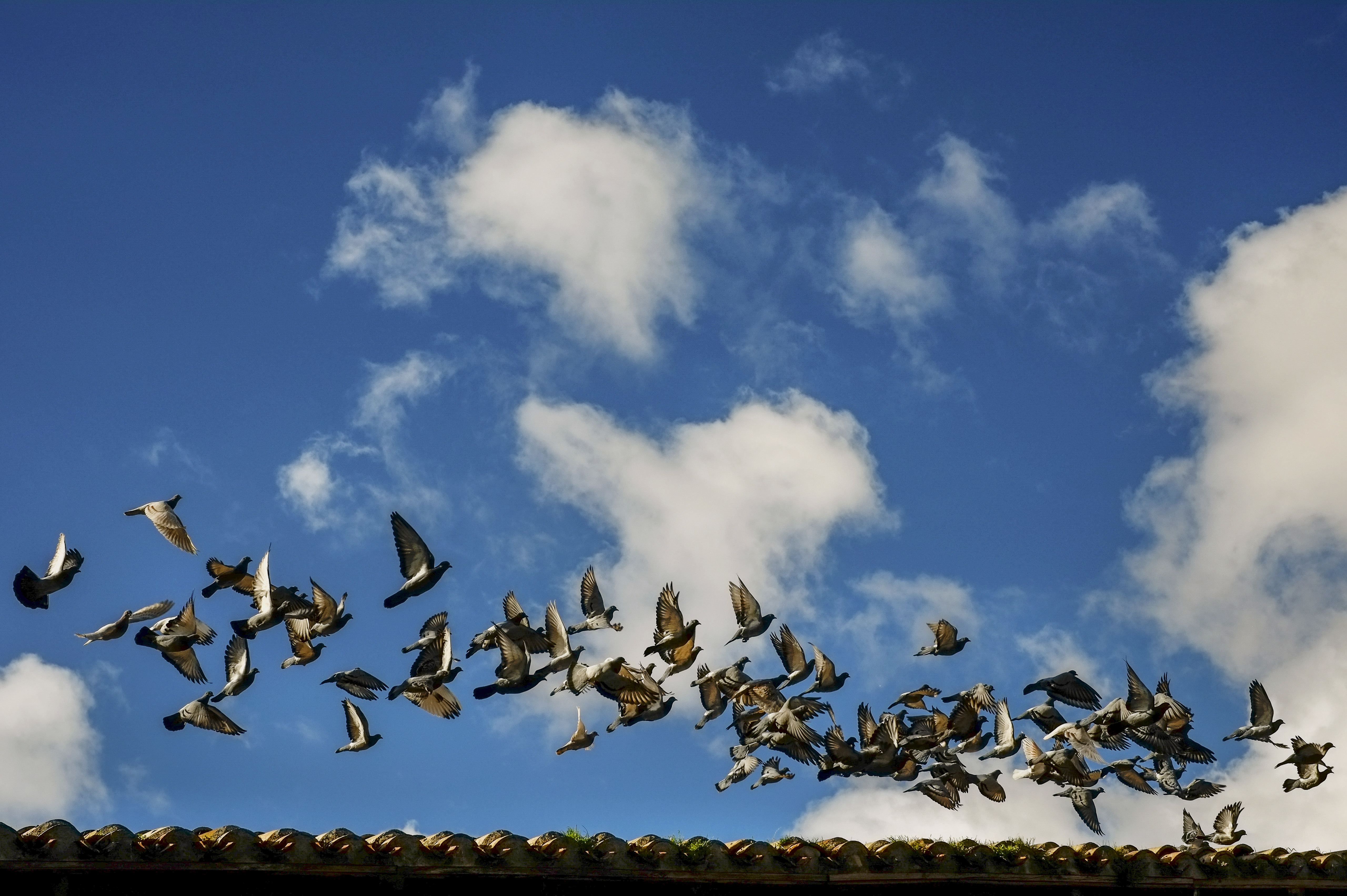 A group of pigeons fly over a tile roof during an autumn day, in Pamplona, northern Spain, Monday, Nov. 13, 2017. (AP Photo/Alvaro Barrientos)