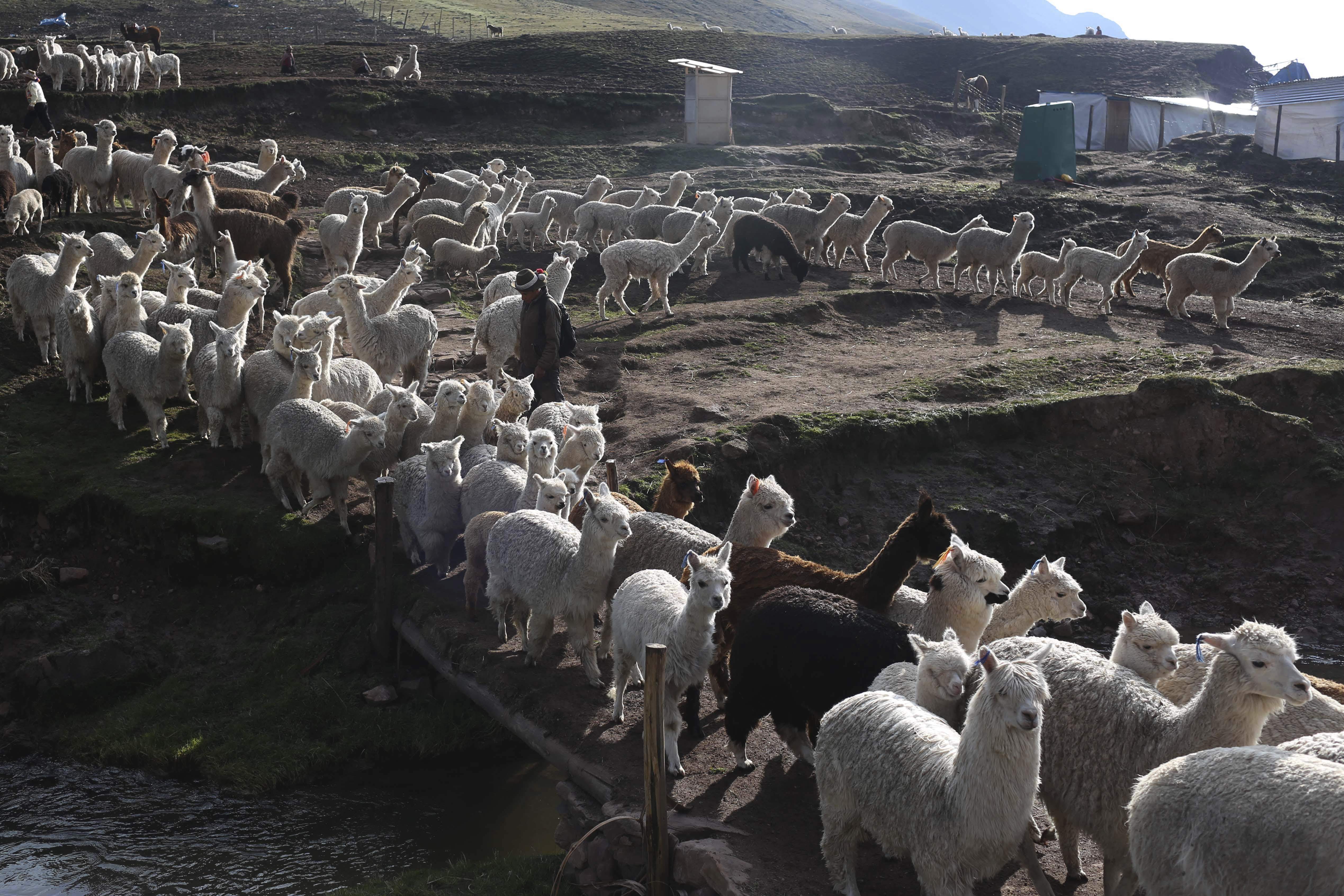 In this April 5, 2018 photo, an Andean farmer herds his llamas, in Pitumarca, Peru. (AP Photo/Martin Mejia)