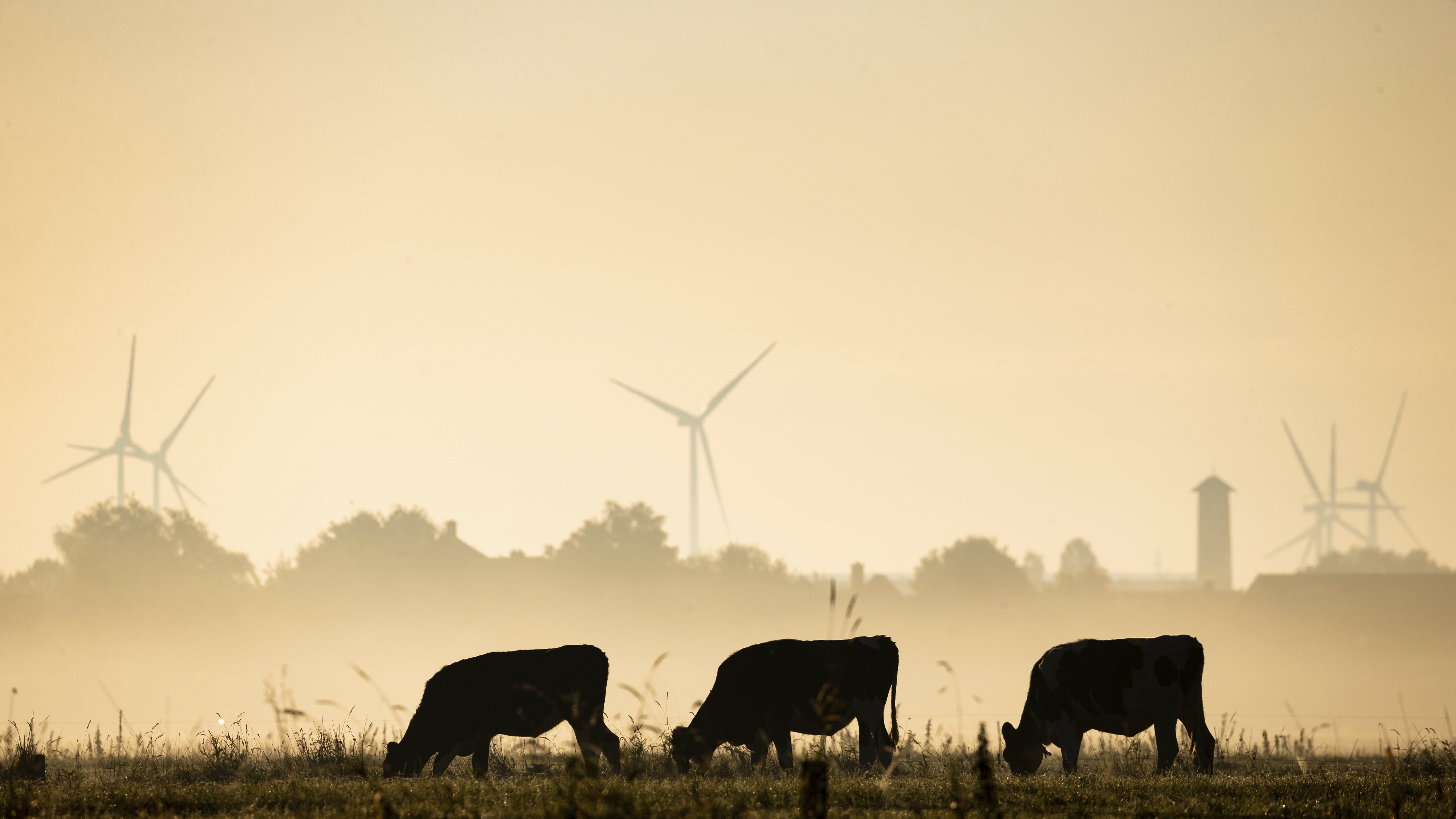 Cattle graze on a meadow on a  foggy morning at the river Weser in Lemwerder, northern Germany, Friday, Sept. 14, 2018.  (Mohssen Assanimoghaddam/dpa via AP)