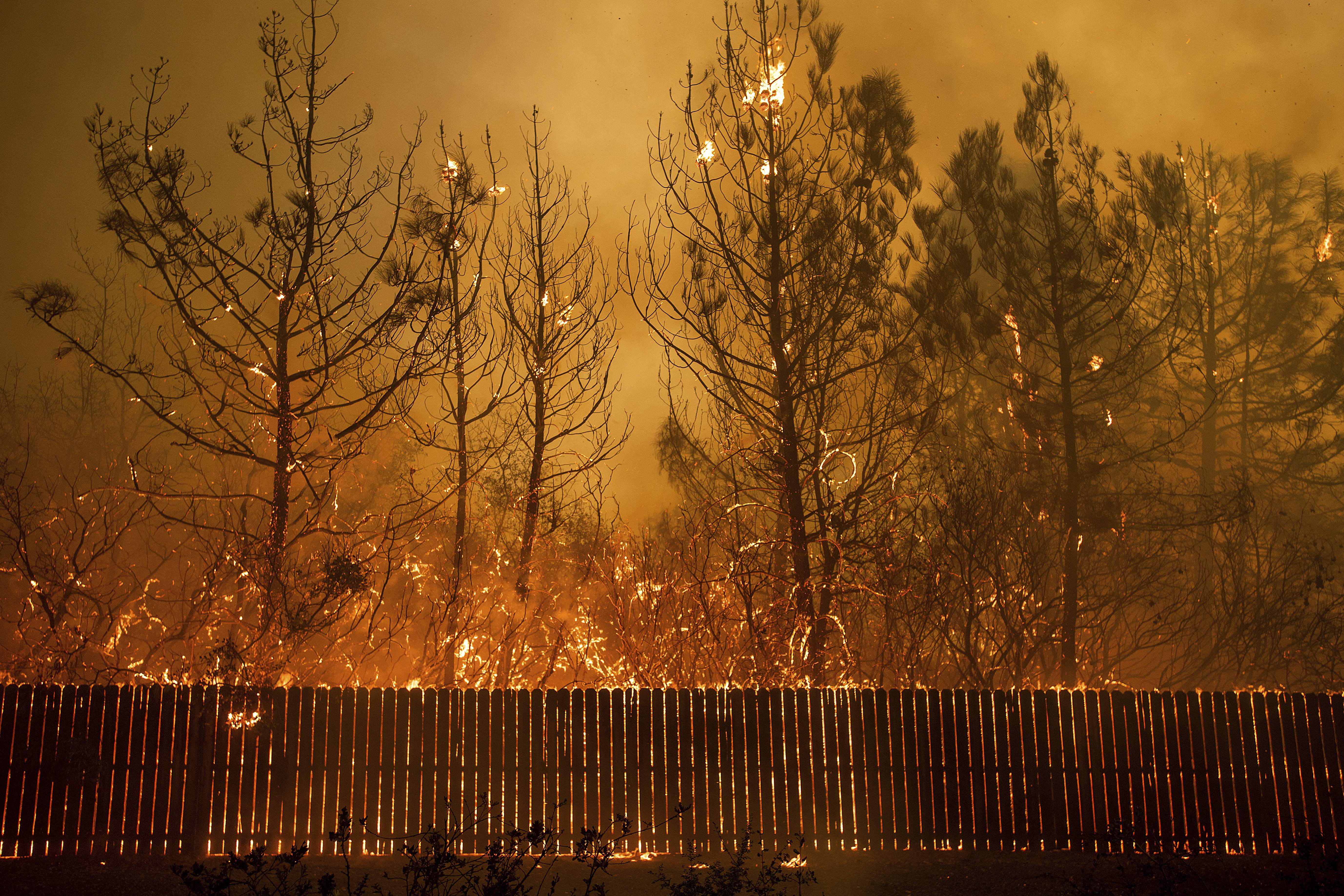 Flames climb trees as the Camp Fire tears through Paradise, Calif., on Thursday, Nov. 8, 2018. Tens of thousands of people fled a fast-moving wildfire Thursday in Northern California, some clutching babies and pets as they abandoned vehicles and struck out on foot ahead of the flames that forced the evacuation of an entire town and destroyed hundreds of structures. (AP Photo/Noah Berger)