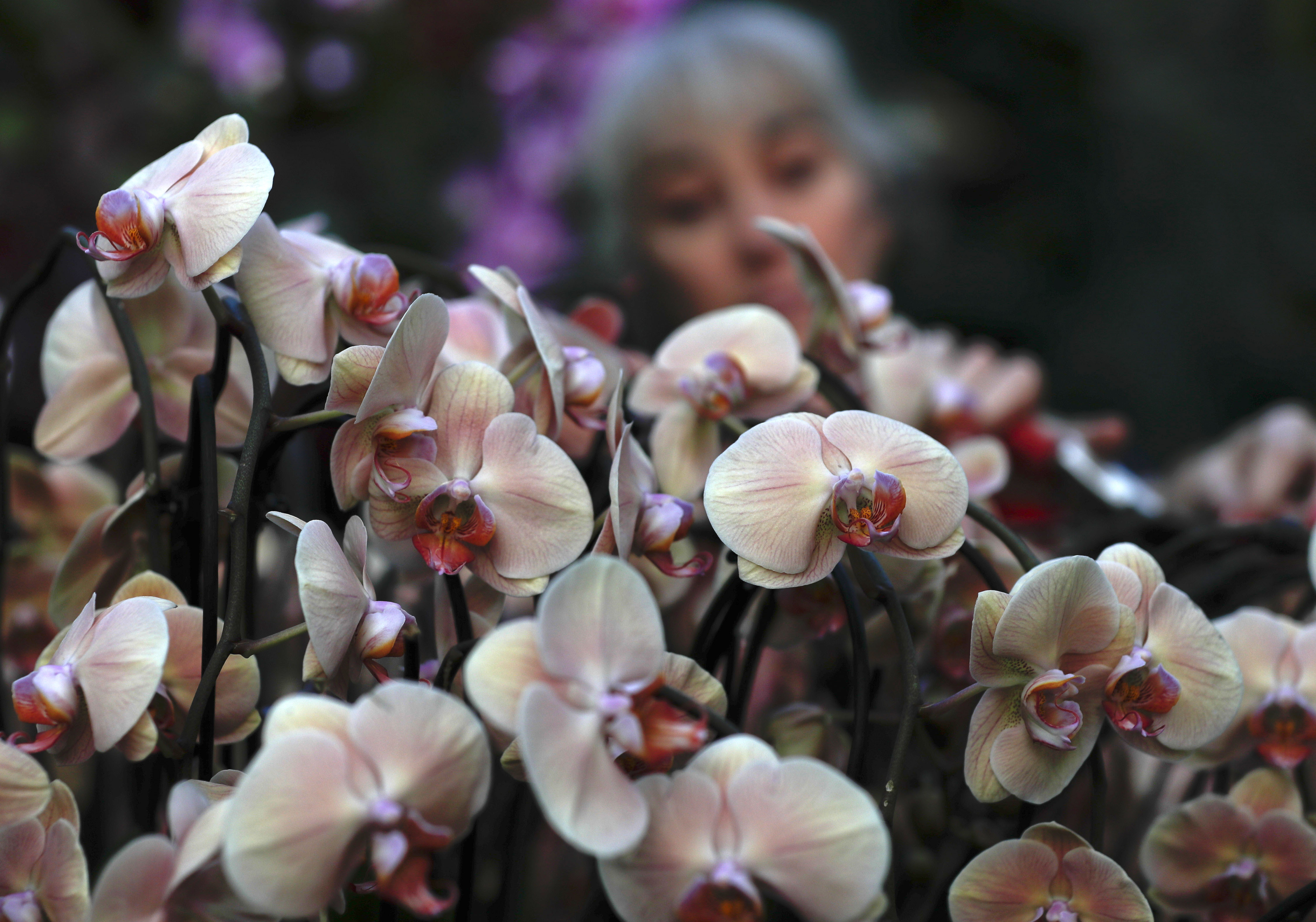 Sal Demain, a Kew diploma student, attends to a display of orchids at the Kew Gardens Orchid Festival during a press preview at Kew Gardens in London, Thursday, Feb. 7, 2019. The display of some 6,200 orchids took 30 days to complete, with the central display showing off the biodiversity of Colombia which is home to more species of orchid than anywhere else in the world. The display opens to the public on Feb.9. (AP Photo/Alastair Grant)