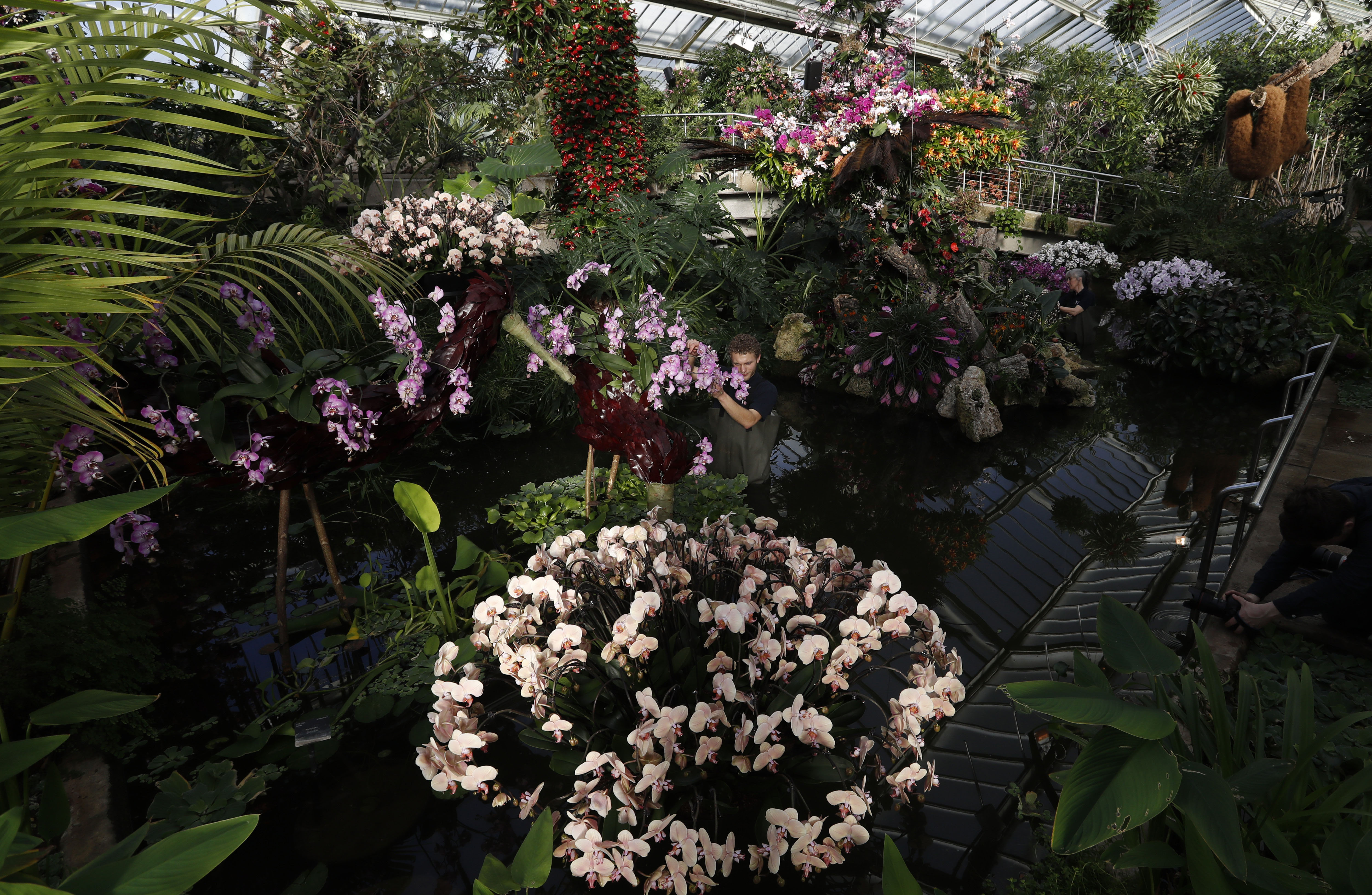 Tom Forshaw, a Horticulture apprentice, attends to a display of orchids at the Kew Gardens Orchid Festival during a press preview at Kew Gardens in London, Thursday, Feb. 7, 2019. The display of some 6,200 orchids took 30 days to complete, with the central display showing off the biodiversity of Colombia which is home to more species of orchid than anywhere else in the world. The display opens to the public on Feb.9. (AP Photo/Alastair Grant)