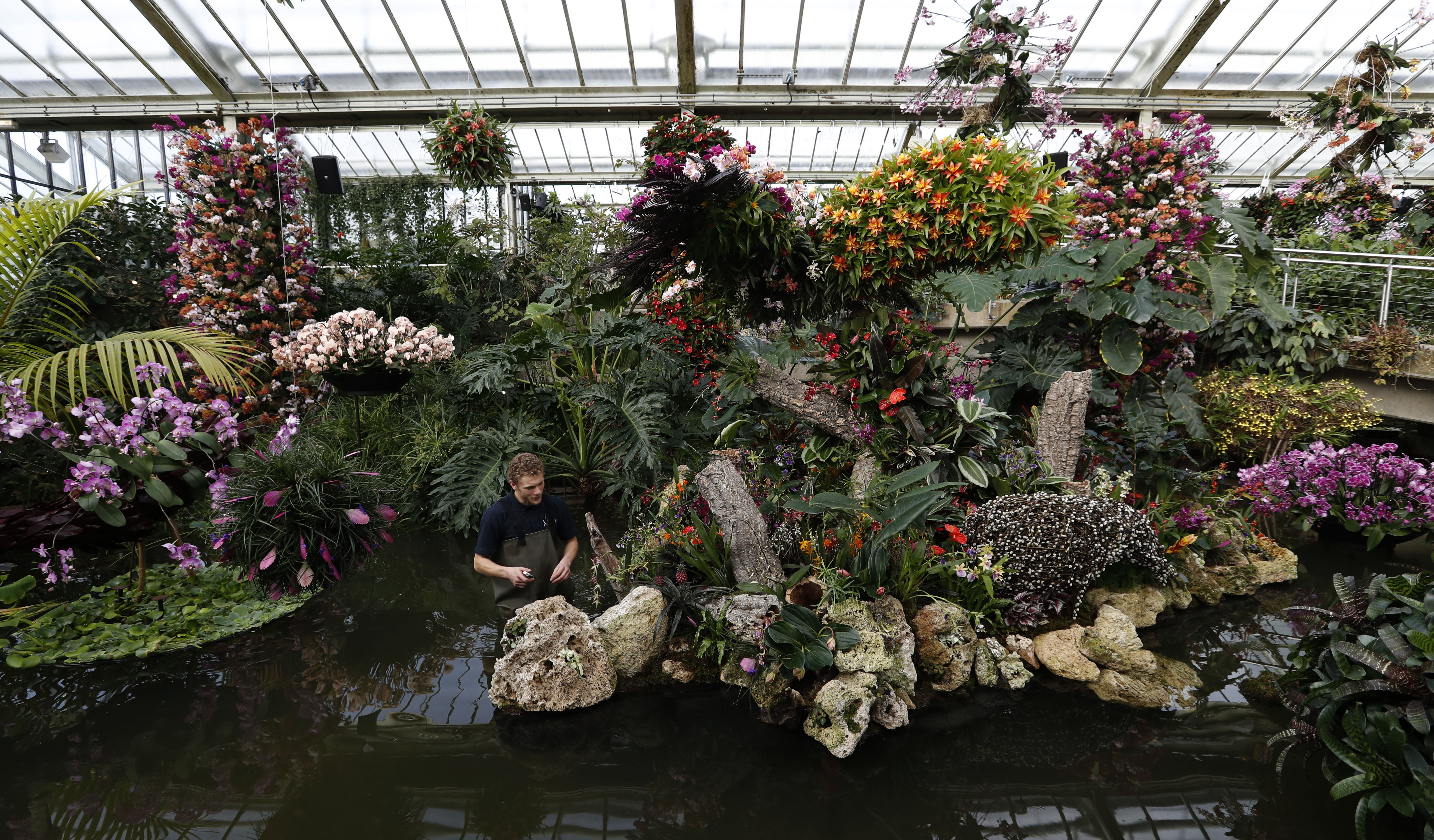 Tom Forshaw, a horticulture apprentice, attends to a display of orchids at the Kew Gardens Orchid Festival during a press preview at Kew Gardens in London, Thursday, Feb. 7, 2019. The display of some 6,200 orchids took 30 days to complete, with the central display showing off the biodiversity of Colombia which is home to more species of orchid than anywhere else in the world. The display opens to the public on Feb.9. (AP Photo/Alastair Grant)