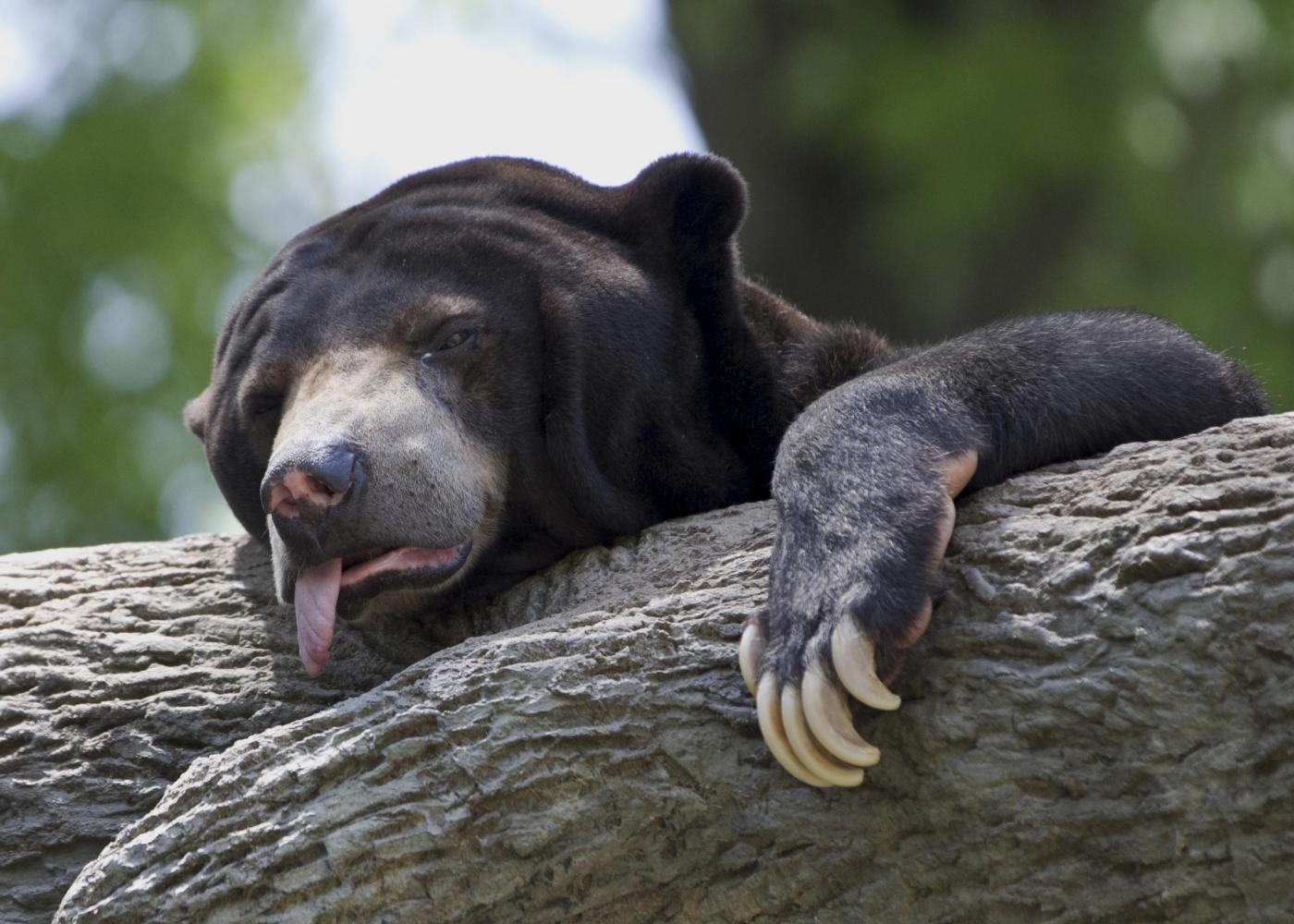 orso che soffre il caldo