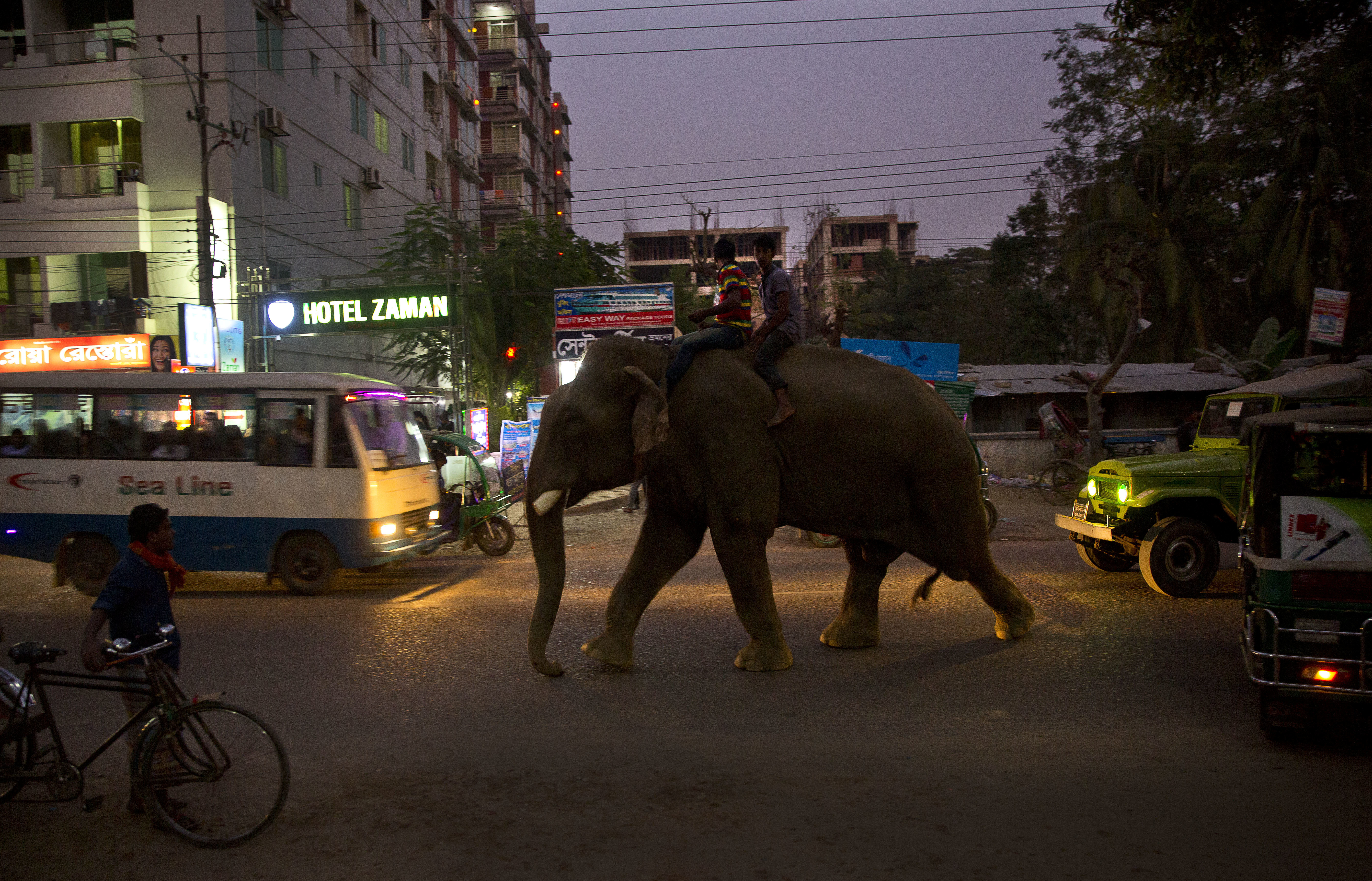 An elephant walks through a street amid traffic in Cox's Bazar, Bangladesh, Friday, Jan. 26, 2018. Miles-long beaches makes this coastal district Bangladesh's top tourist destination. (AP Photo/Manish Swarup)