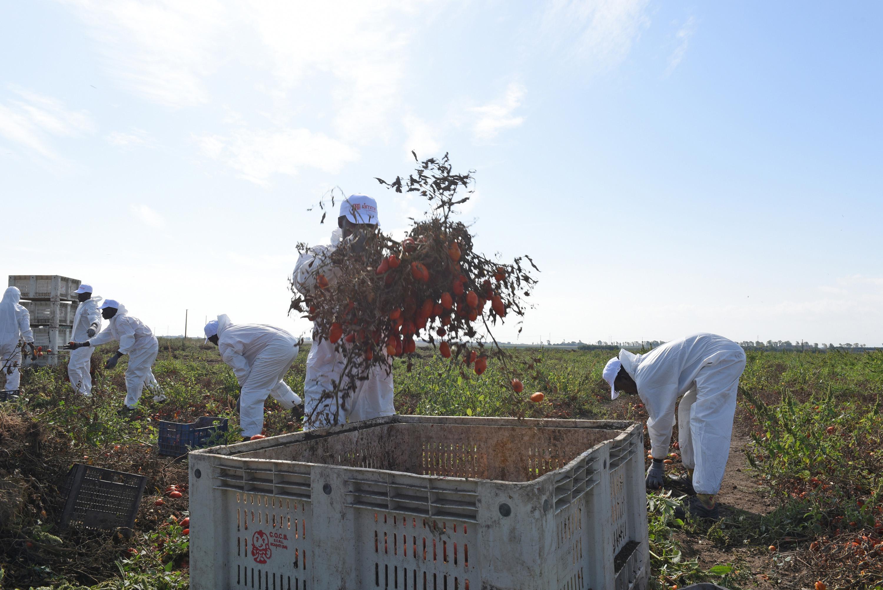 Alcuni lavoratori del Gruppo Megamark di Trani mentre raccolgono i pomodori a Foggia, 23 settembre 2019. Parte dalle campagne del Foggiano la prima filiera etica in Italia contro il caporalato. I prodotti, 5 tipi di conserve di pomodori biologici, frutta e verdura, sono contrassegnati dal bollino etico 'NoCap'. È un progetto sperimentale nato dall'intesa tra il Gruppo Megamark di Trani (Bat), l'associazione internazionale anticaporalato NO CAP e Rete Perlaterra.
ANSA/FRANCO CAUTILLO