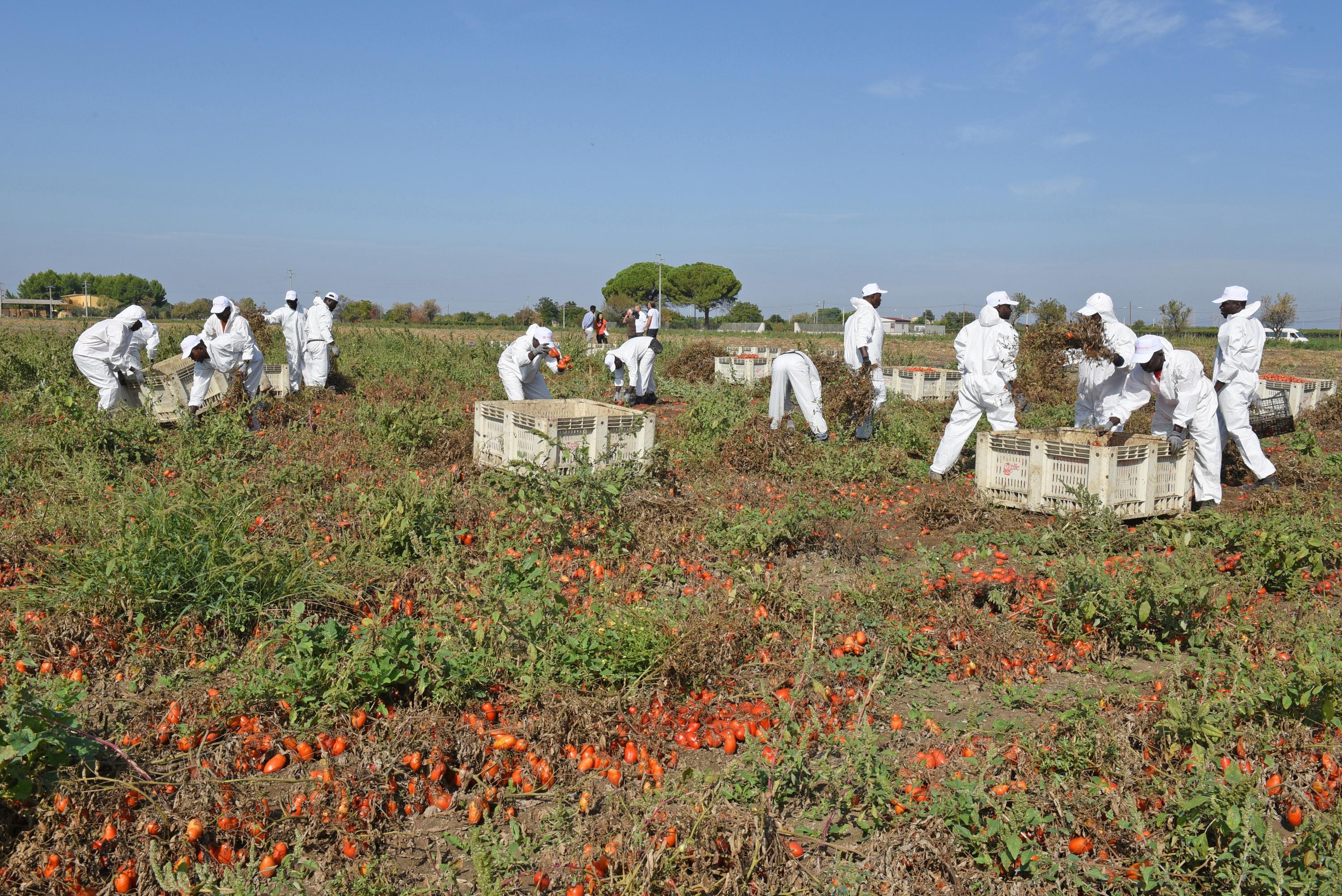 Alcuni lavoratori del Gruppo Megamark di Trani mentre raccolgono i pomodori a Foggia, 23 settembre 2019. Parte dalle campagne del Foggiano la prima filiera etica in Italia contro il caporalato. I prodotti, 5 tipi di conserve di pomodori biologici, frutta e verdura, sono contrassegnati dal bollino etico 'NoCap'. È un progetto sperimentale nato dall'intesa tra il Gruppo Megamark di Trani (Bat), l'associazione internazionale anticaporalato NO CAP e Rete Perlaterra.
ANSA/FRANCO CAUTILLO