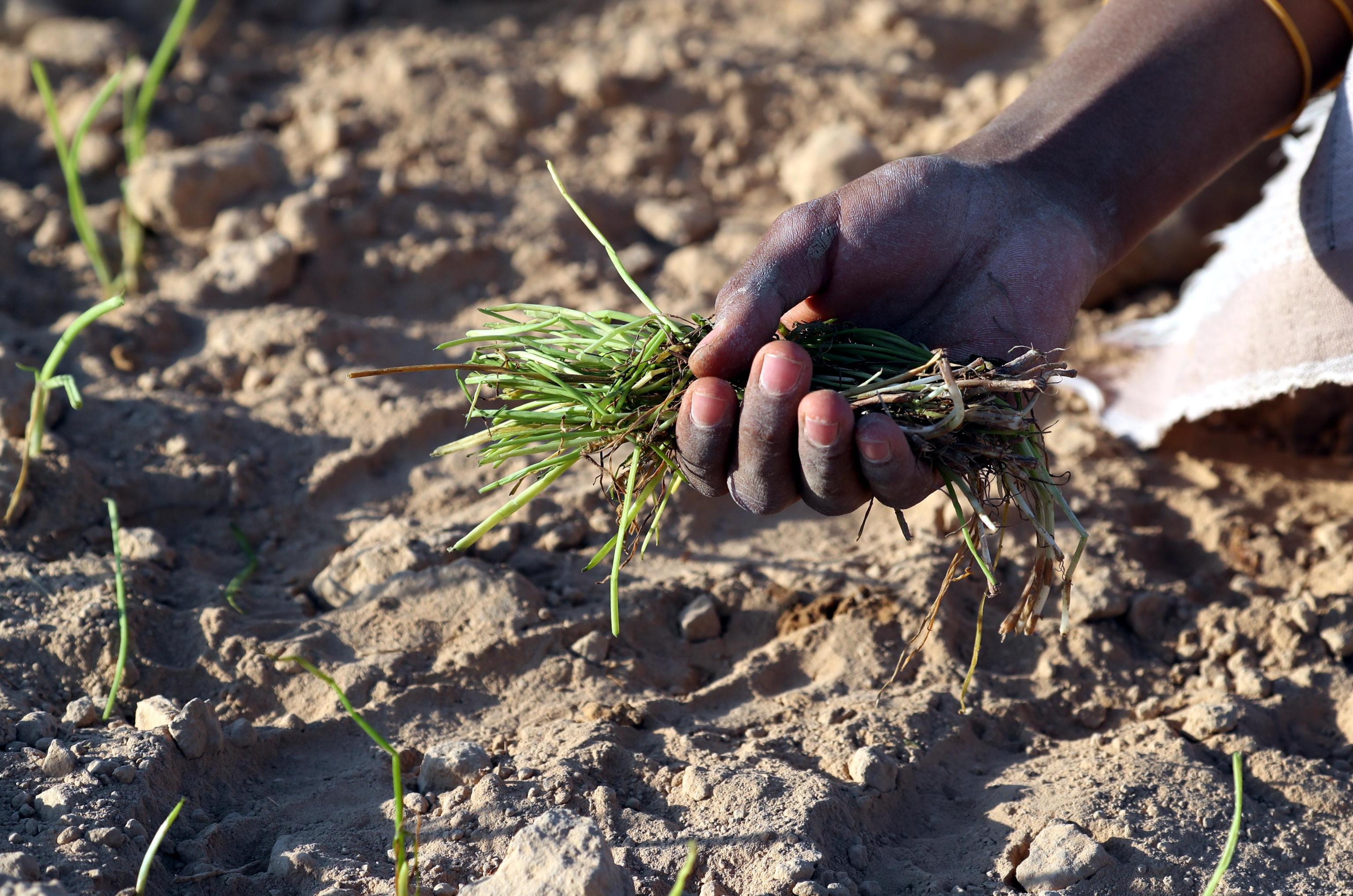 epa07923287 A farmer plants onion seedlings at a field ahead of World Food Day on the outskirts of the southeast city of Seiyun, Yemen, 09 October 2019 (issued 15 October 2019). World Food Day is celebrated internationally on 16 October to commemorate the founding of the Food and Agriculture Organization (FAO) in 1945.  EPA/YAHYA ARHAB  ATTENTION: This Image is part of a PHOTO SET