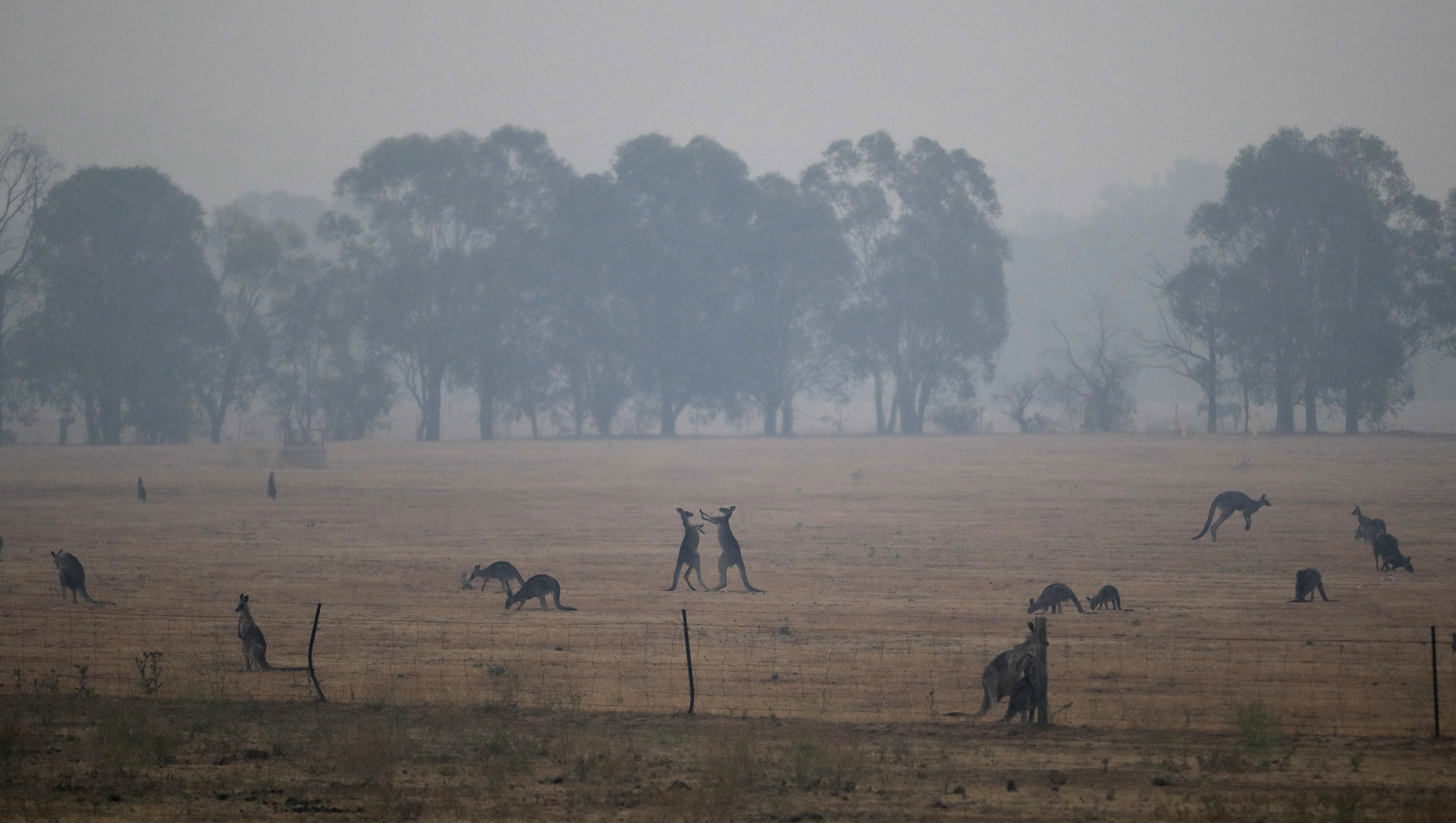 Kangaroos graze in a field as smoke shrouds the Australian capital of Canberra, Australia, Wednesday, Jan. 1, 2020. Australia deployed military ships and aircraft to help communities ravaged by apocalyptic wildfires that destroyed homes and sent thousands of residents and holidaymakers fleeing to the shoreline. (AP Photo/Mark Baker)