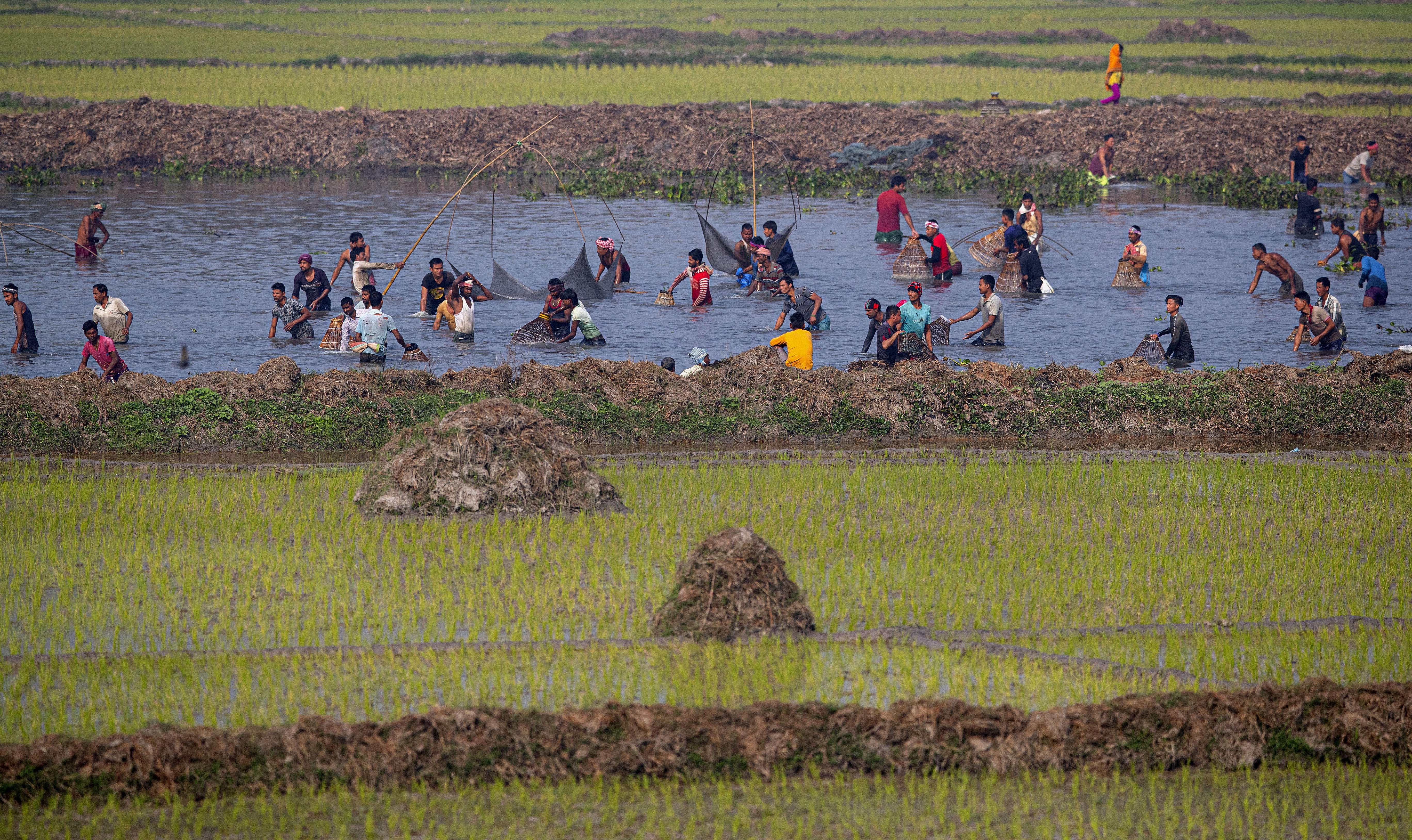 Tribal people participate in community fishing during Jonbeel festival near Jagiroad, about 75 kilometers (47 miles) east of Gauhati, India, Friday, Jan. 17, 2020. Tribal communities like Tiwa, Karbi, Khasi, and Jaintia from nearby hills participate in large numbers in this festival, that signifies harmony and brotherhood amongst various tribes and communities, and exchange goods through an established barter system. (AP Photo/Anupam Nath)