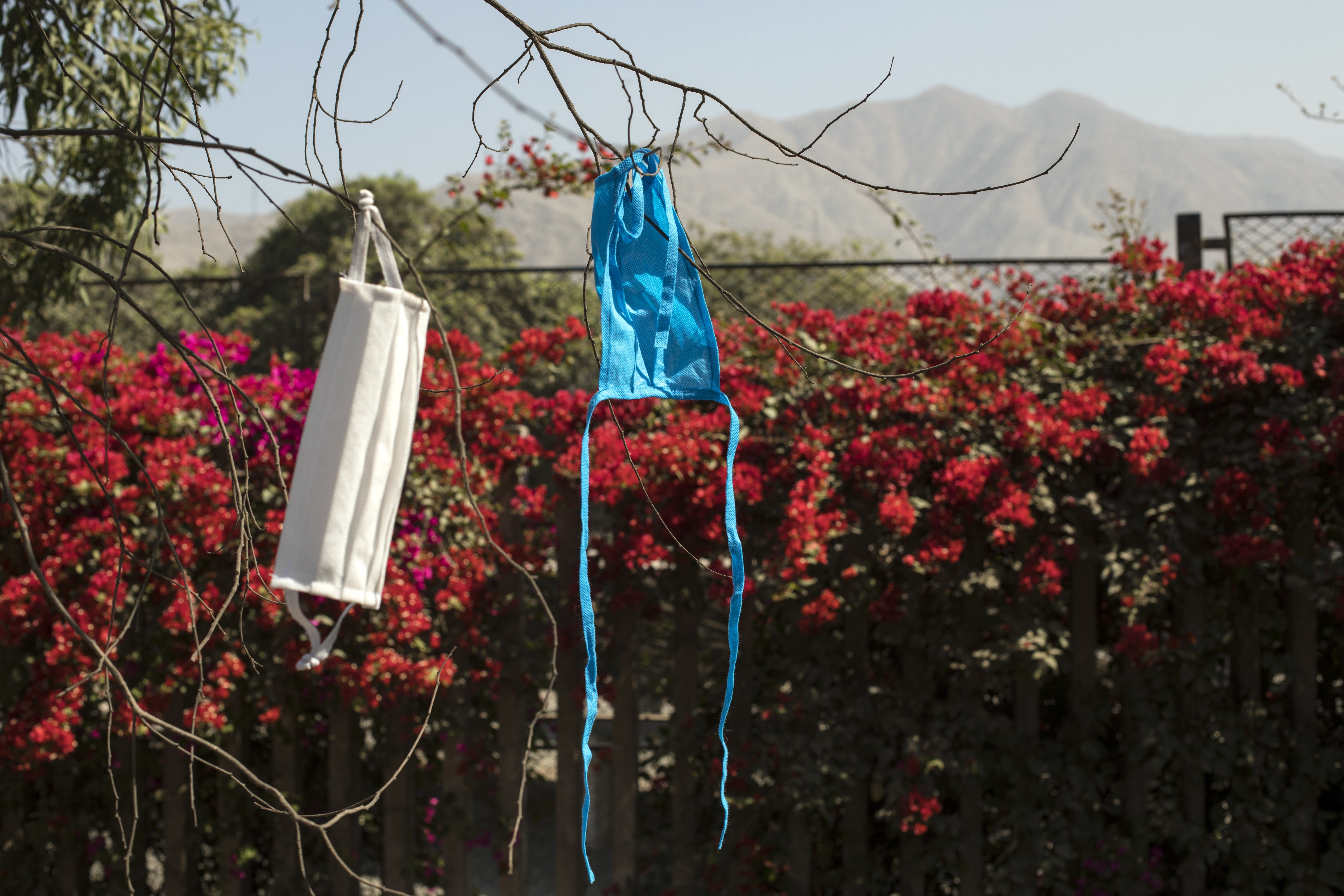 Protective masks hang from tree branches at a makeshift inhabited by day laborers and informal workers who usually eke out a living in Peru's capital, as they make their way home to the provinces, near Lima, Peru, Tuesday, April 21, 2020. After not being allowed to leave the capital because the strict quarantine rules amid the new coronavirus pandemic, day laborers and informal workers are now allowed to travel home. (AP Photo/Rodrigo Abd)