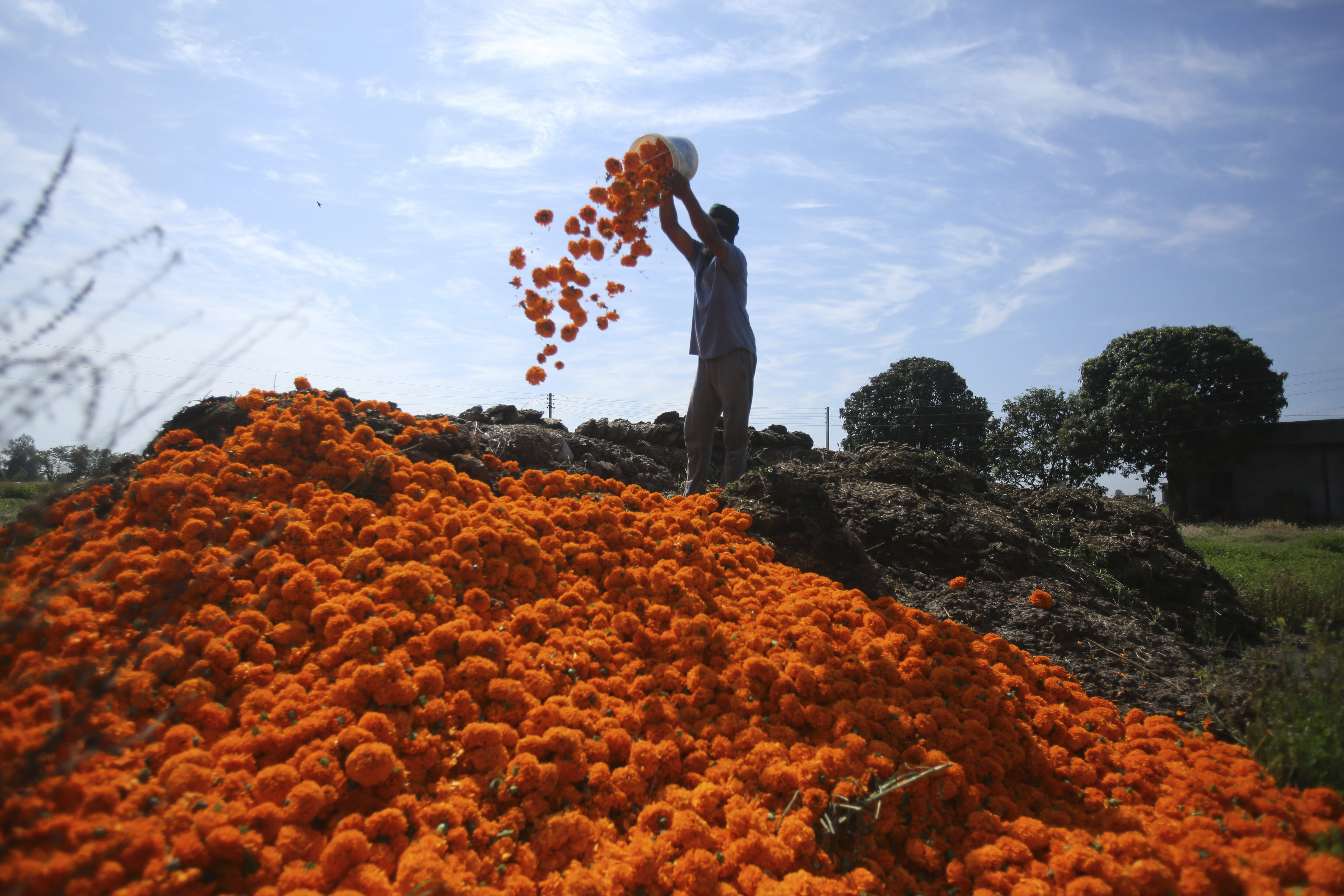 An Indian farmer throws to dump waste marigold flowers in his farm during lockdown on the outskirts of Jammu, India, Wednesday, April 22, 2020. India has reported nearly 20,000 confirmed cases of COVID-19 and over 600 deaths. (AP Photo/ Channi Anand)