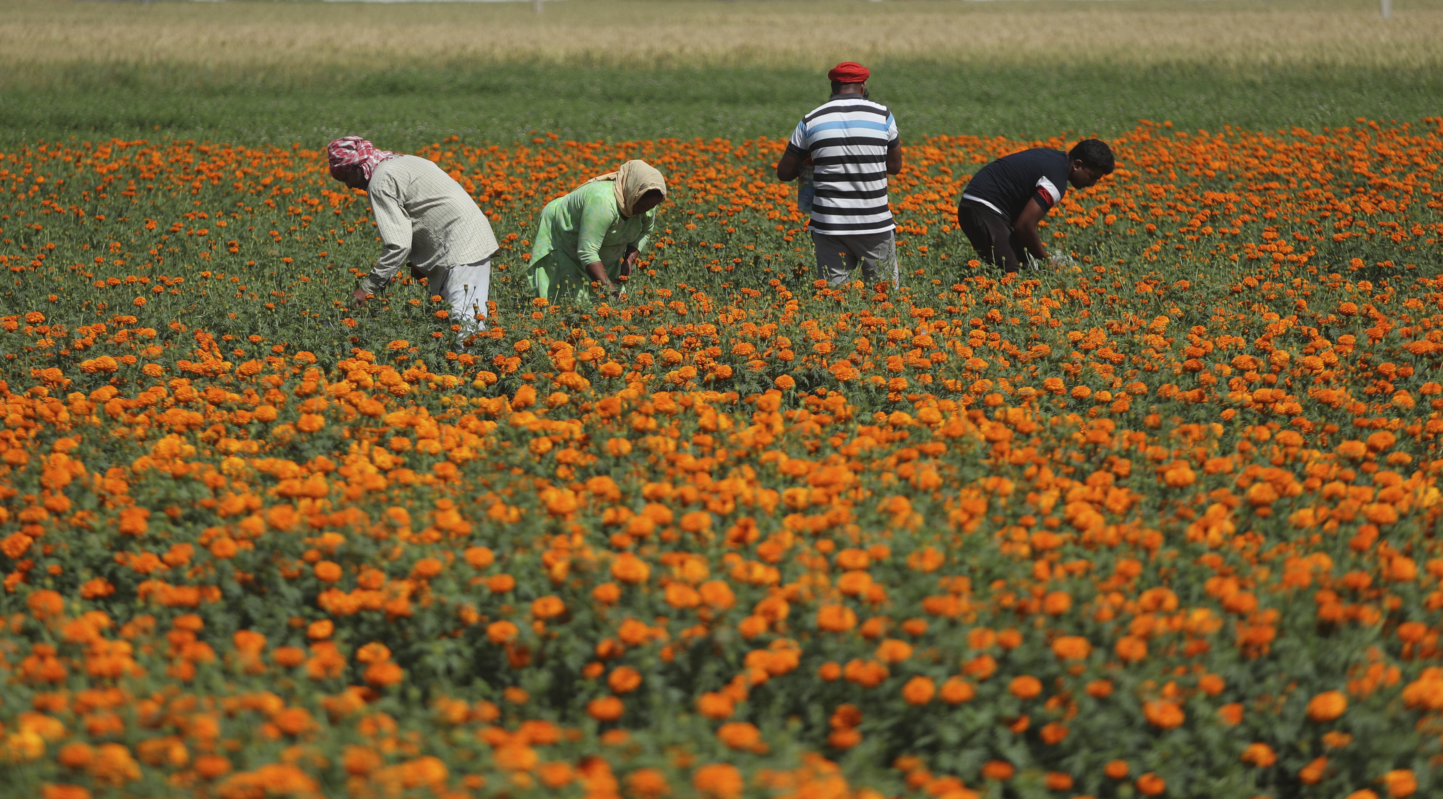Indian farmers collect waste marigold flowers before dumping them in their farm during lockdown on the outskirts of Jammu, India, Wednesday, April 22, 2020. India has reported nearly 20,000 confirmed cases of COVID-19 and over 600 deaths. (AP Photo/ Channi Anand)