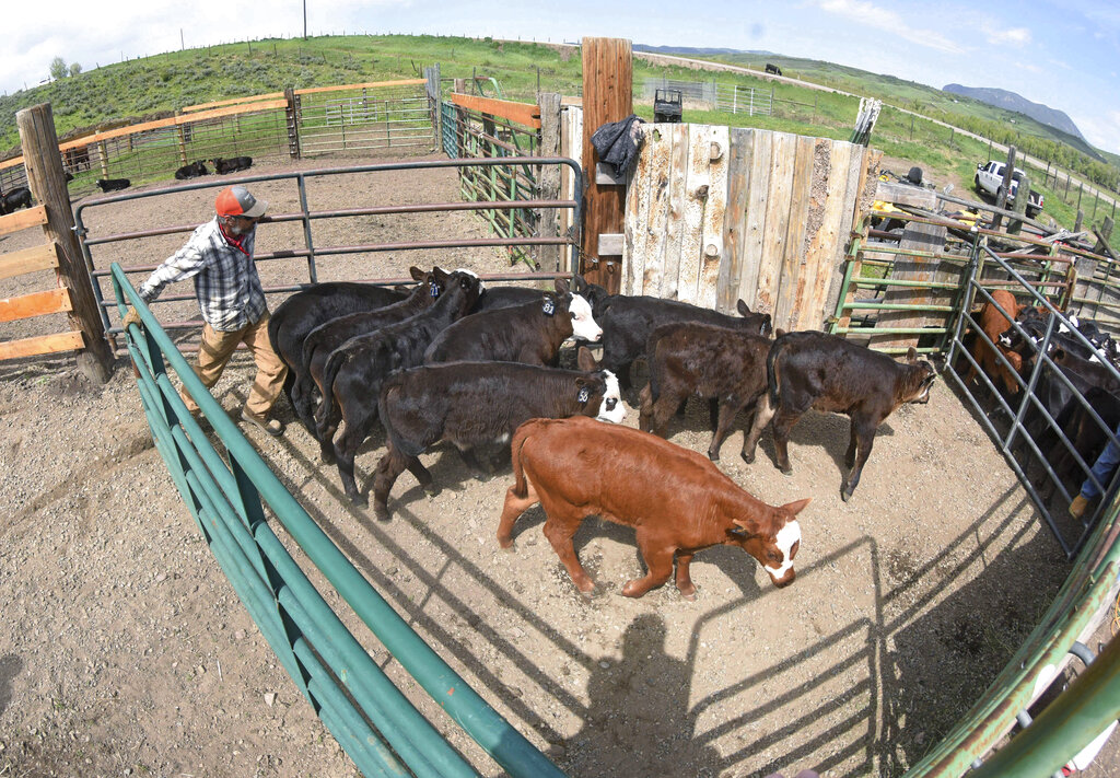 In this Thursday, May 28, 2020, photograph, Jeremy Youngs guides calves into a holding pen on branding day at the Stanko Ranch outside Steamboat Springs, Colo. (John Russell/Steamboat Pilot & Today via AP)