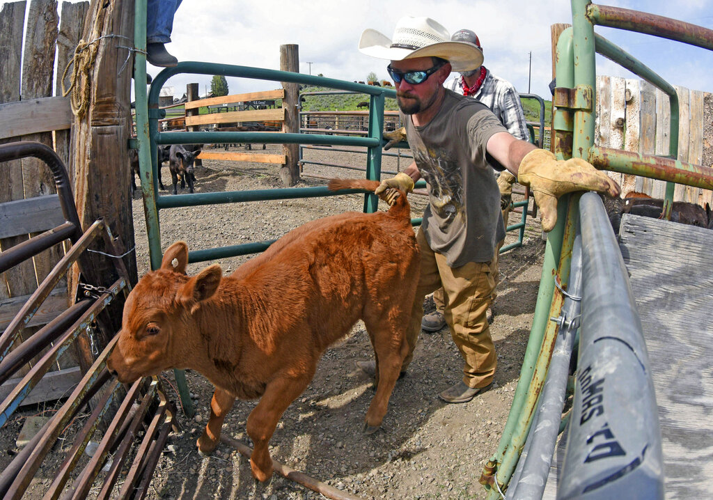 In this Thursday, May 28, 2020, photograph, Josh Taylor guides a calf into a holding pen during branding day at the Stanko Ranch outside Steamboat Springs, Colo. (John Russell/Steamboat Pilot & Today via AP)
