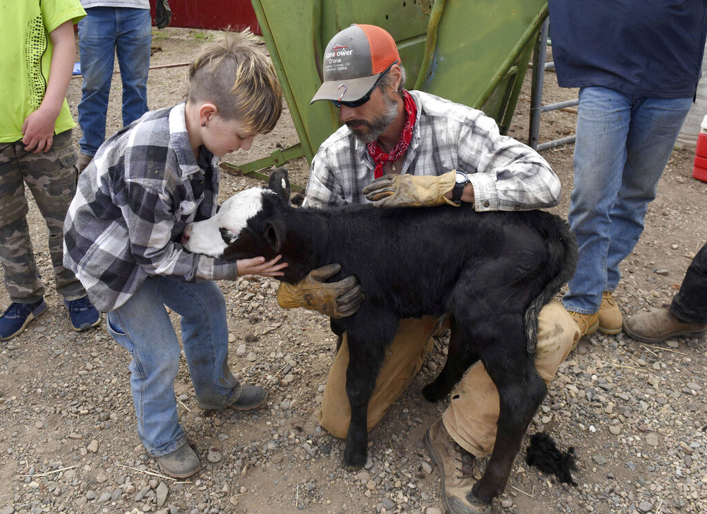 In this Thursday May 28, 2020, photograph, Jeremy Youngs, right, holds a calf that was just branded as his son, Joe, hugs the animal while taking part in branding at the Stanko Ranch outside Steamboat Springs, Colo. (John Russell/Steamboat Pilot & Today via AP)