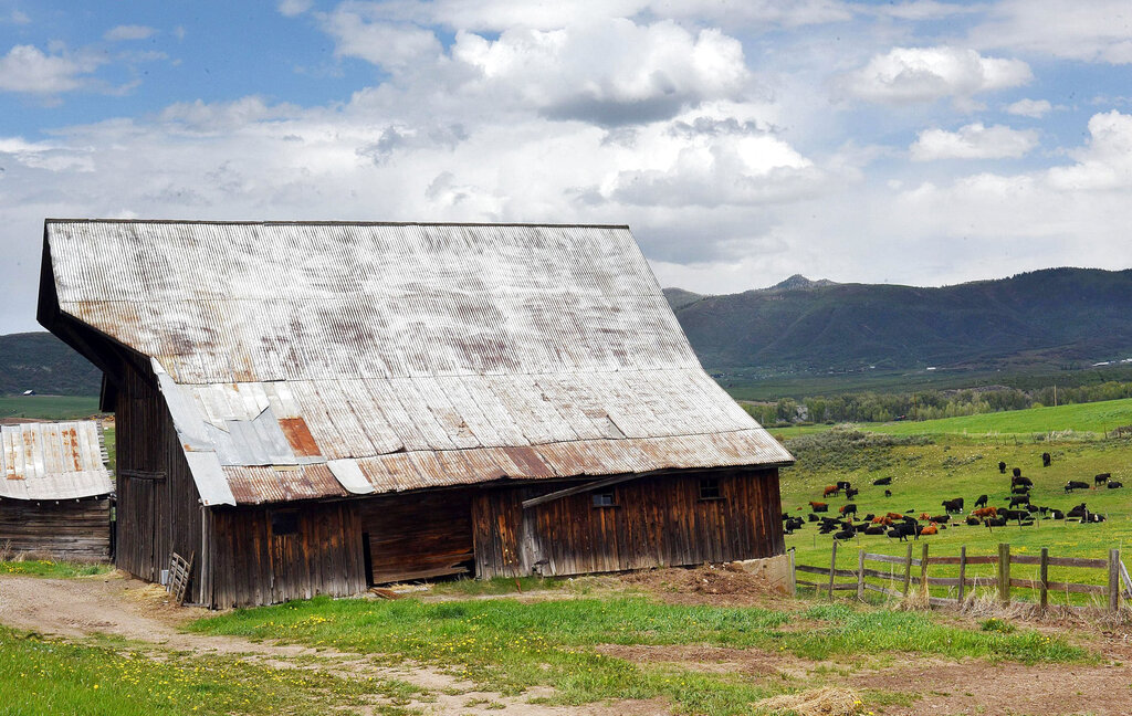 In this Thursday, May 28, 2020, photograph, cattle pasture in a hay meadow next to an old barn on the Stanko Ranch near Steamboat Springs, Colo., after branding. (John Russell/Steamboat Pilot & Today via AP)