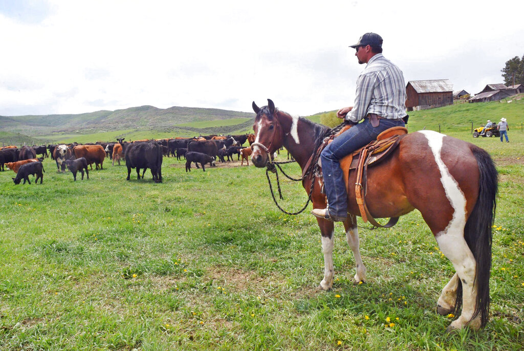 In this Thursday, May 28, 2020, photograph, Mitch Melander keeps an eye on calves that were just branded at the Stanko Ranch outside Steamboat Springs, Colo. (John Russell/Steamboat Pilot & Today via AP)
