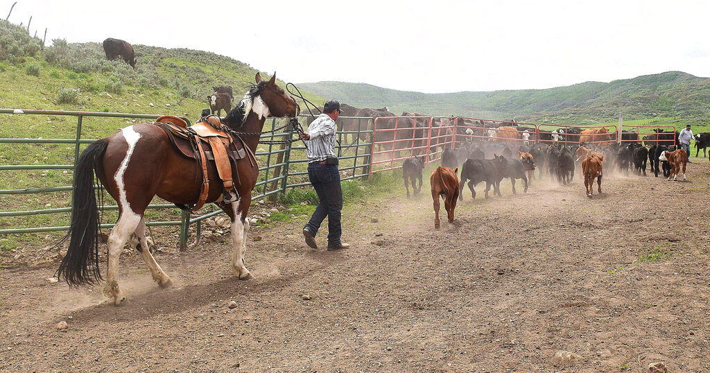 In this Thursday, May 28, 2020, photograph, Mitch Melander drives calves that were just branded to a pasture to reunite with their mothers after branding at the Stanko Ranch outside Steamboat Springs, Colo. (John Russell/Steamboat Pilot & Today via AP)