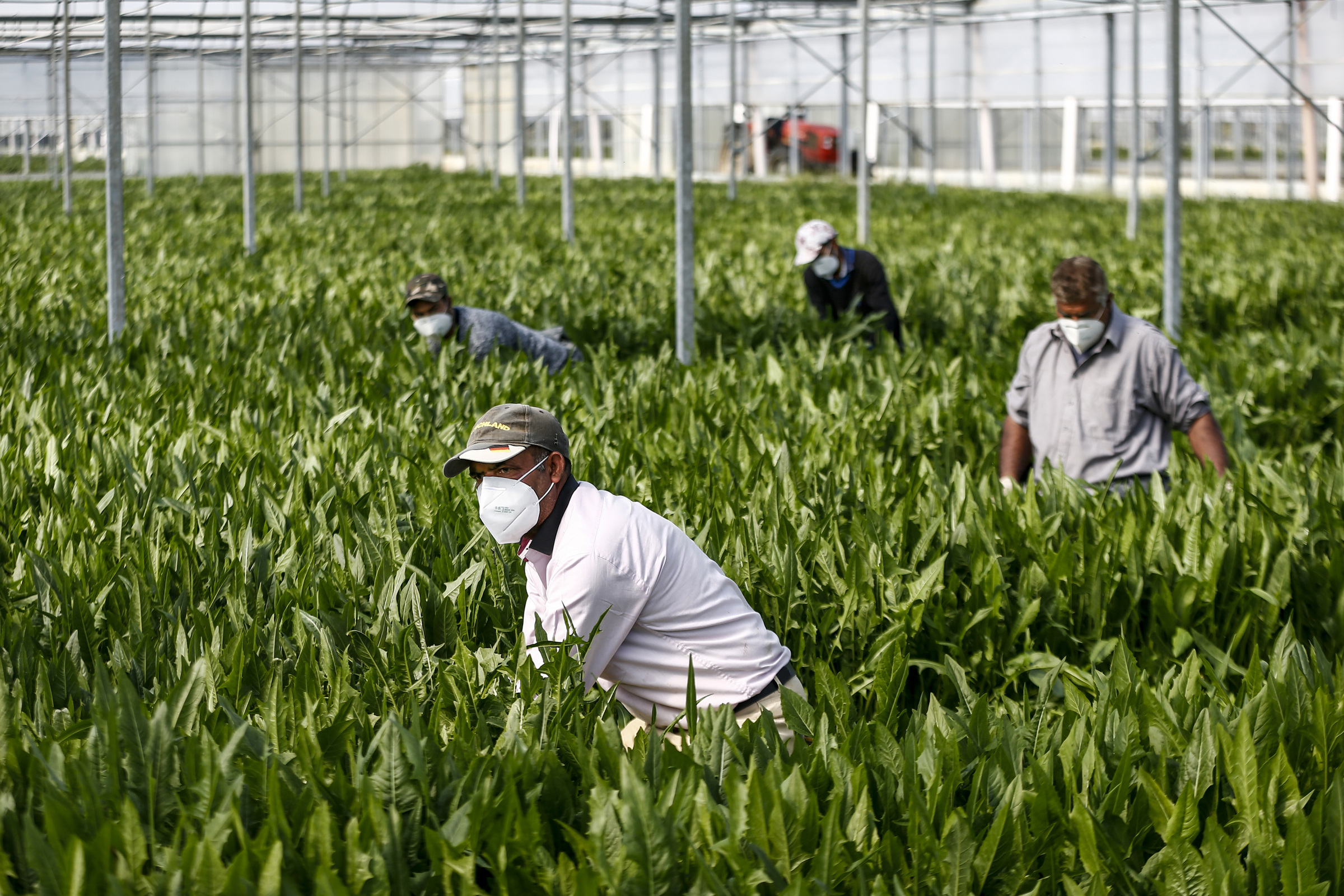  Lavoro agricolo Cecilia Fabiano/ LaPresse 
