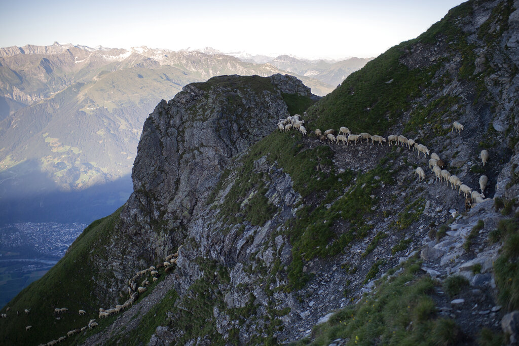 A flock of sheep crosses alpine terrain on Friday, August 7, 2020, under the 