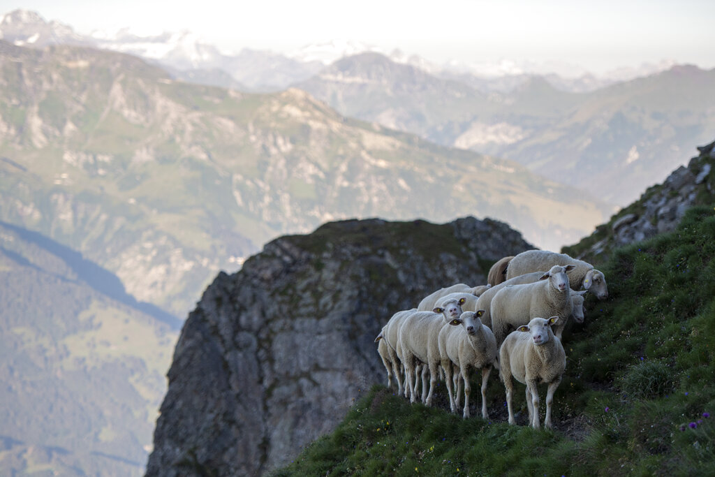 A flock of sheep crosses alpine terrain on Friday, August 7, 2020, under the 