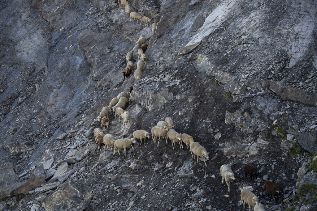 A flock of sheep crosses alpine terrain on Friday, August 7, 2020, under the 