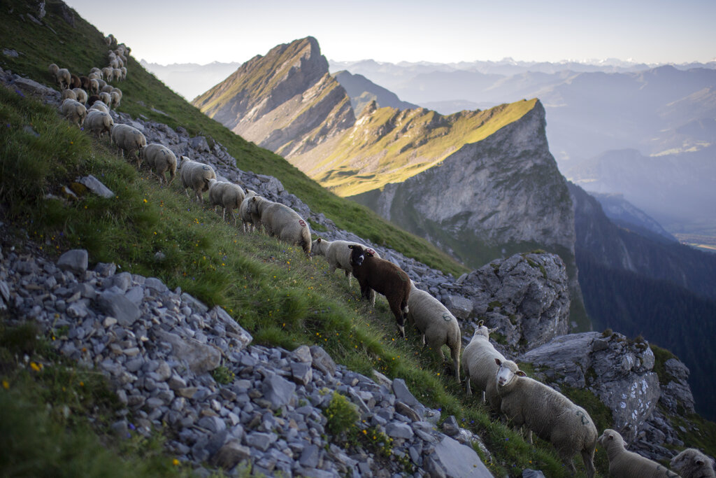 A flock of sheep crosses alpine terrain on Friday, August 7, 2020, under the 