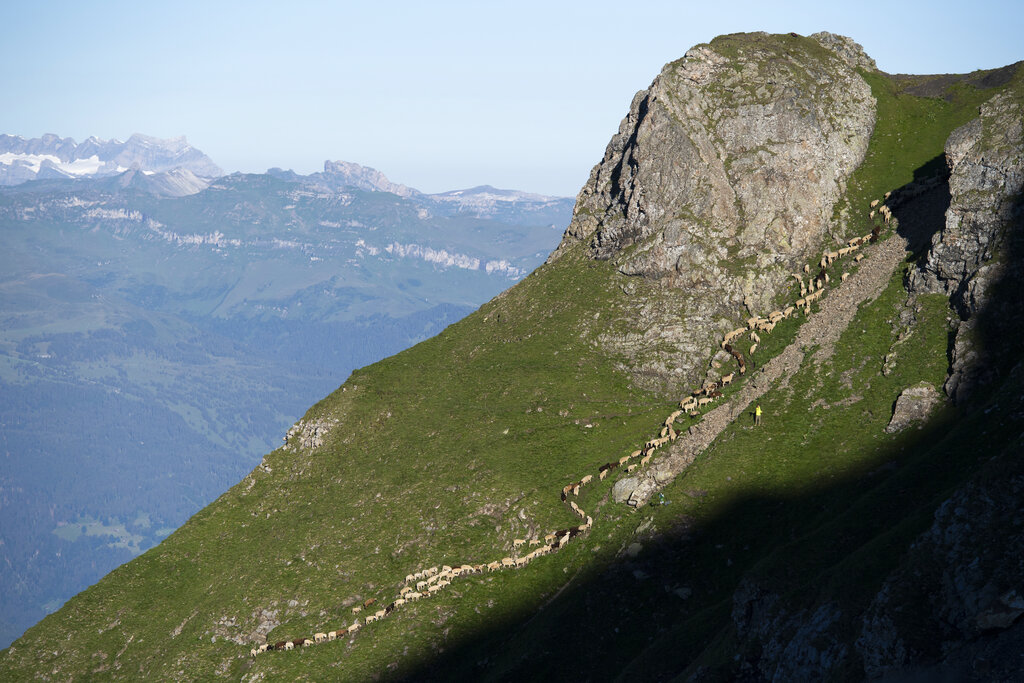 A flock of sheep crosses alpine terrain on Friday, August 7, 2020, under the 