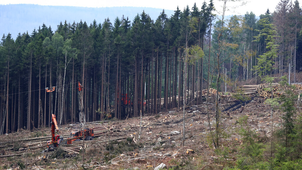 Workers clear the 'Harz' forests destroyed by bark beetles near the 1142 meters (3,743 ft) high Brocken mountain in Schierke, Germany, Monday, Aug.10, 2020. (AP Photo/Matthias Schrader)