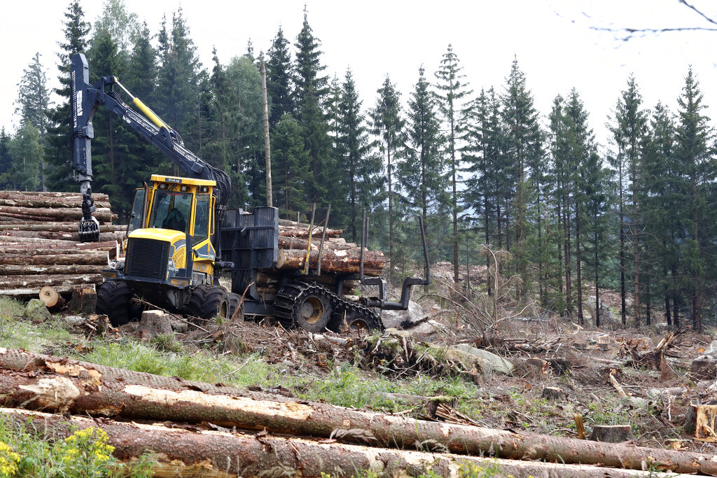 Workers clear the 'Harz' forests destroyed by bark beetles near the 1142 meters (3,743 ft) high Brocken mountain in Schierke, Germany, Monday, Aug.10, 2020. (AP Photo/Matthias Schrader)