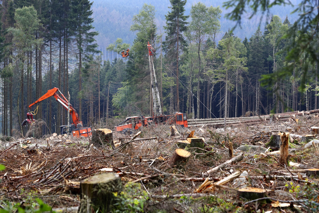 Workers clear the 'Harz' forests destroyed by bark beetles near the 1142 meters (3,743 ft) high Brocken mountain in Schierke, Germany, Monday, Aug.10, 2020. (AP Photo/Matthias Schrader)