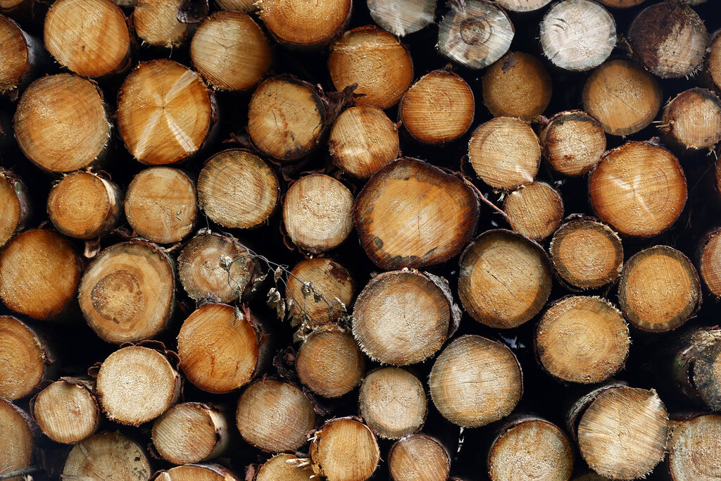 Felled trees stacked in the 'Harz' forests destroyed by bark beetles near the 1142 meters (3,743 ft) high Brocken mountain in Schierke, Germany, Monday, Aug.10, 2020. (AP Photo/Matthias Schrader)