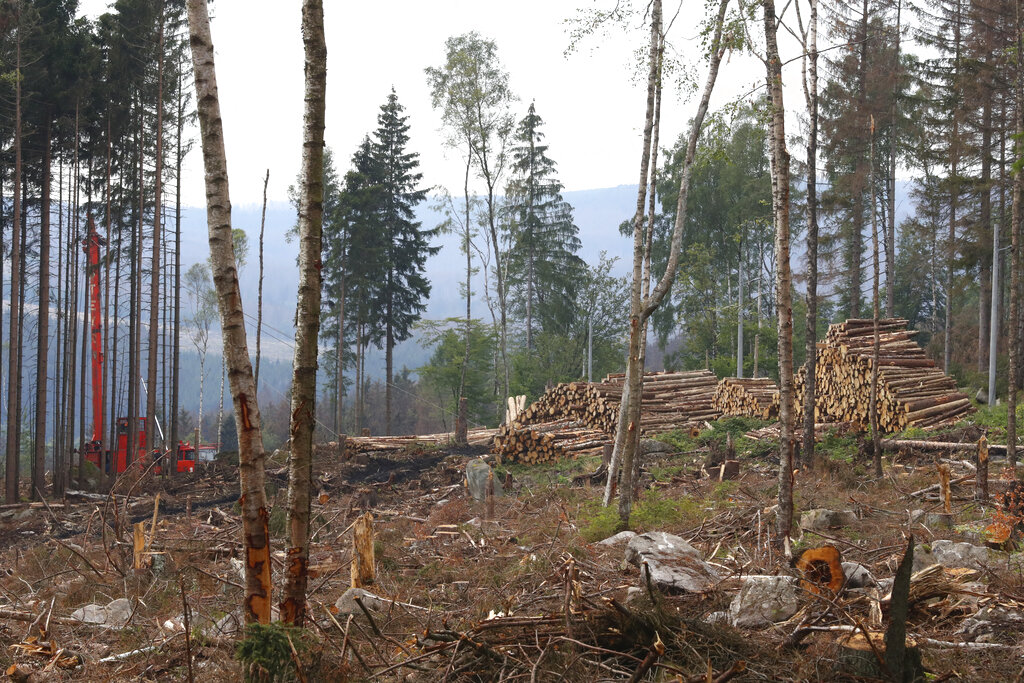 Workers clear the 'Harz' forests destroyed by bark beetles near the 1142 meters (3,743 ft) high Brocken mountain in Schierke, Germany, Monday, Aug.10, 2020. (AP Photo/Matthias Schrader)