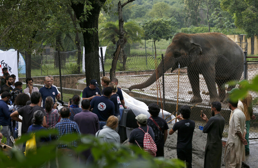 A team of veterinarians from the international animal welfare organization 'Four Paws' briefs  media prior to examining an elephant 'Kaavan' at Maragzar Zoo in Islamabad, Pakistan, Friday, Sept. 4, 2020. The team of vets are visiting Pakistan to assess the health condition of the 35-year-old elephant before shifting him to a sprawling animal sanctuary in Cambodia. A Pakistani court had approved the relocation of an elephant to Cambodia after animal rights activists launched a campaign. (AP Photo/Anjum Naveed)