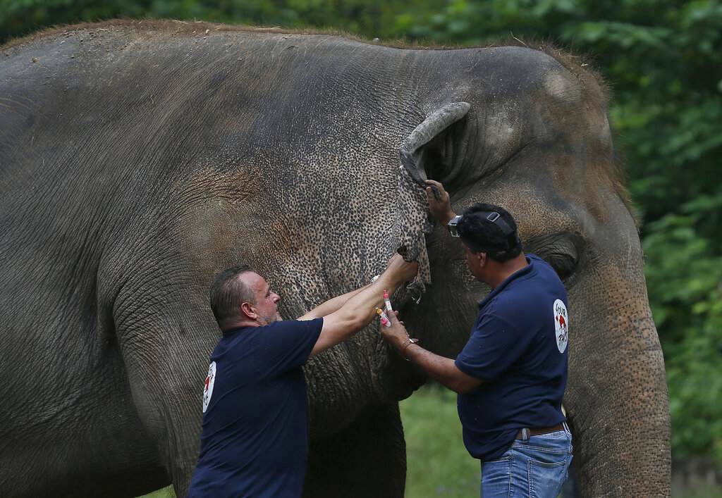 Veterinarians from the international animal welfare organization 'Four Paws' examine an elephant 'Kaavan' at Maragzar Zoo in Islamabad, Pakistan, Friday, Sept. 4, 2020. The team of vets are visiting Pakistan to assess the health condition of the 35-year-old elephant before shifting him to a sprawling animal sanctuary in Cambodia. A Pakistani court had approved the relocation of an elephant to Cambodia after animal rights activists launched a campaign. (AP Photo/Anjum Naveed)