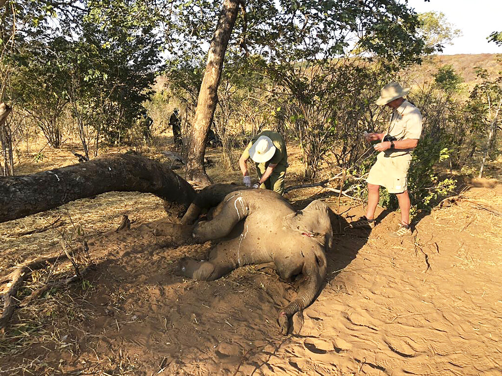 Wildlife vets take samples from dead elephants found in Hwange National park, Zimbabwe, Saturday, Aug. 29, 2020. A spokesman for Zimbabwe's national parks said on Wednesday, Sept. 2 the number of elephants dying in the country's west from a suspected bacterial infection, possibly from eating poisonous plants, has risen to 22 and more deaths are expected. (AP Photo)