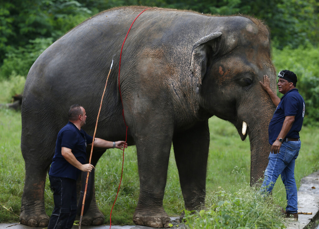 Veterinarians from the iInternational animal welfare organization 'Four Paws' examine an elephant named 'Kaavan' at Maragzar Zoo in Islamabad, Pakistan, Friday, Sept. 4, 2020. The team of vets are visiting Pakistan to assess the health condition of the 35-year-old elephant before shifting him to a sprawling animal sanctuary in Cambodia. A Pakistani court had approved the relocation of an elephant to Cambodia after animal rights activists launched a campaign. (AP Photo/Anjum Naveed)