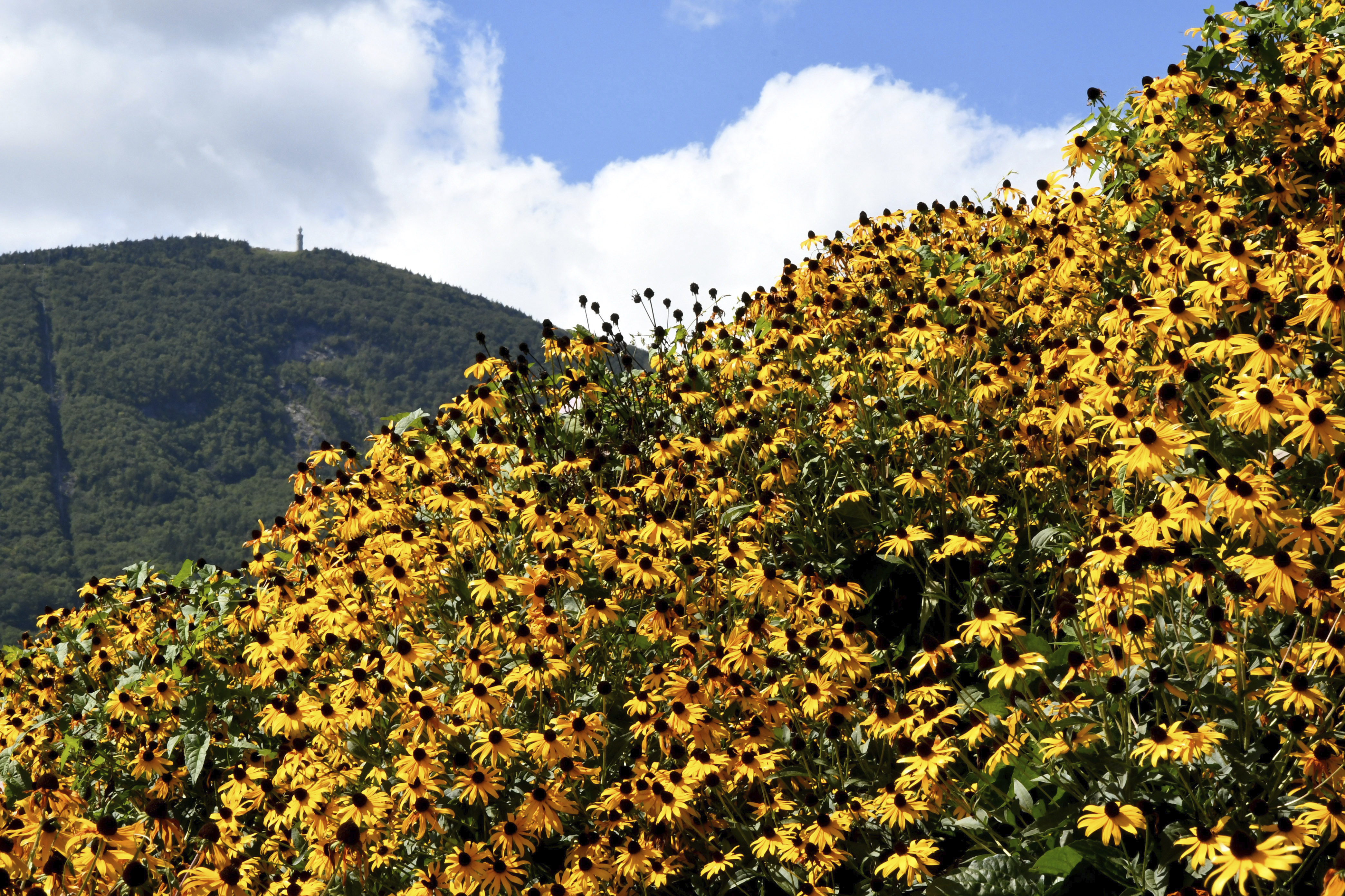A hillside of black-eyed Susans colors the foreground while Mount Greylock, the highest peak in the state, rises from beyond at Jaeschke's Orchard in Adams, Mass. on Sunday, Sept. 6, 2020. (Gillian Jones/The Berkshire Eagle via AP)