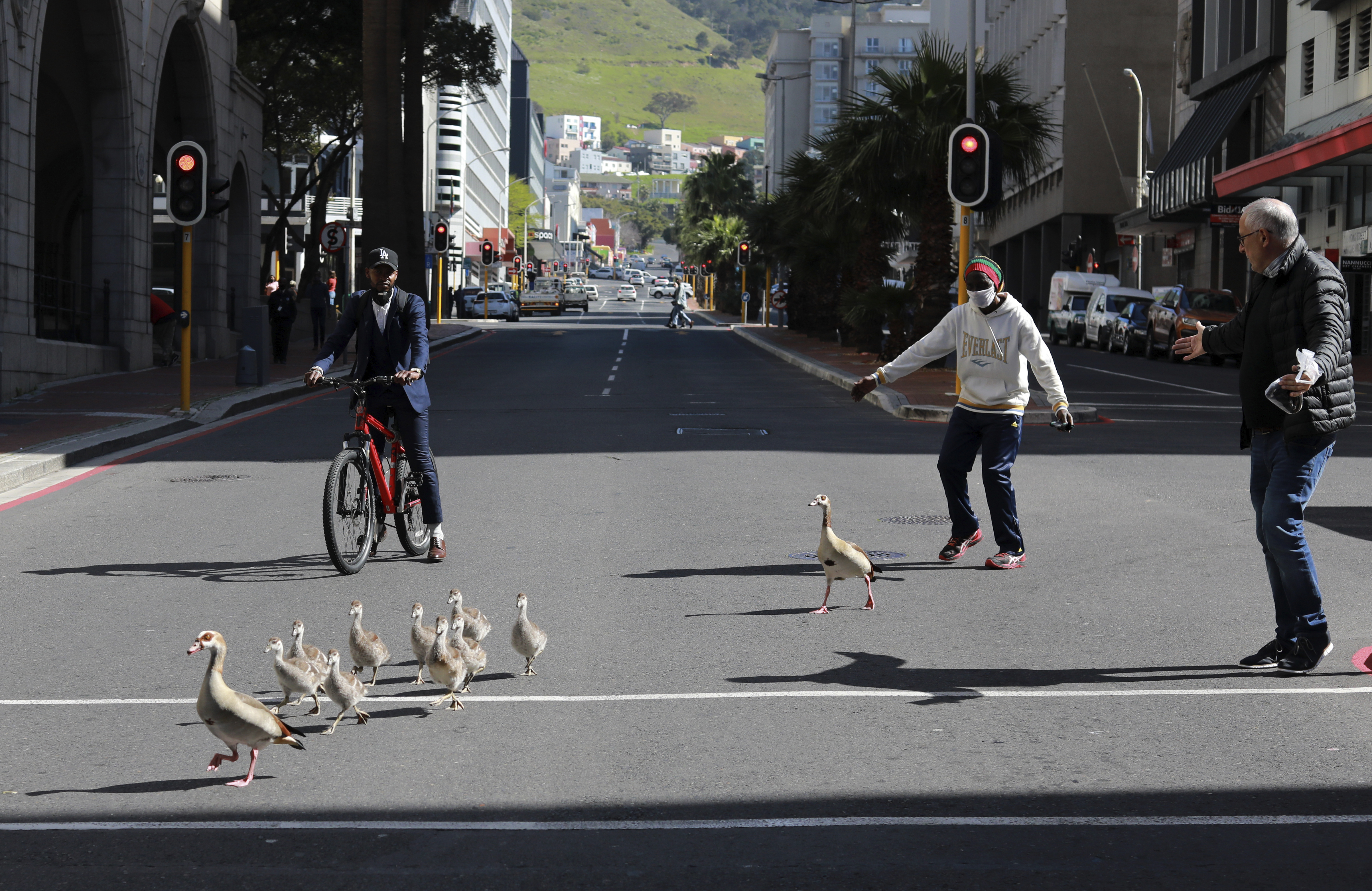 Egyptian geese are guided safely across a busy street in Cape Town, South Africa Monday Sept. 7, 2020. (AP Photo/Nardus Engelbrecht)