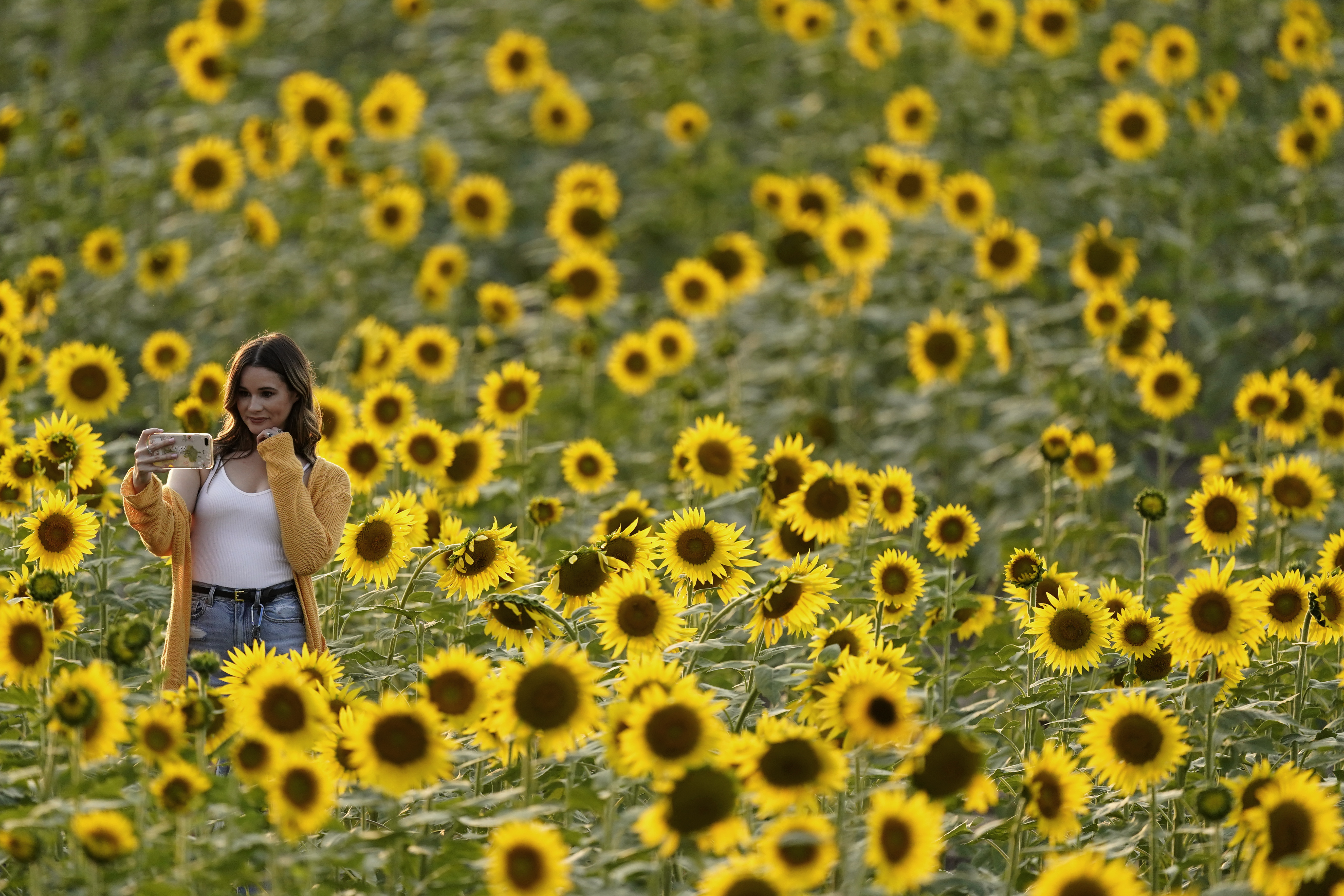 A woman takes a photo in a sunflower field at Grinter Farms, Monday, Sept. 7, 2019, near Lawrence, Kan. The 26-acre field, planted annually by the Grinter family, draws thousands of visitors during the weeklong late summer blossoming of the flowers. (AP Photo/Charlie Riedel)