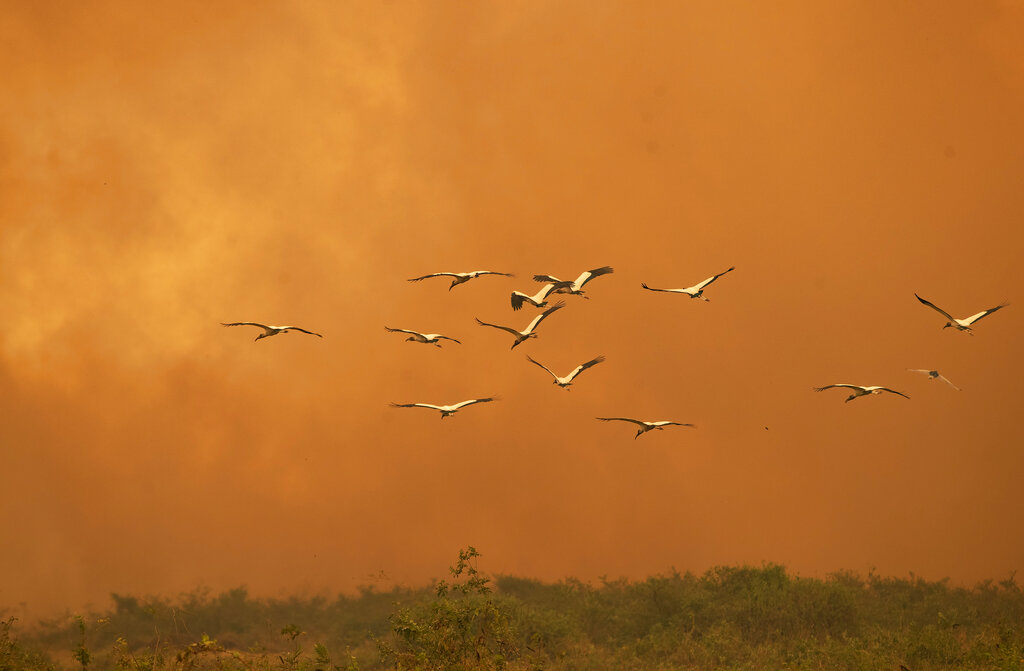 Birds fly past as a fire consumes an area next to the Transpantaneira road at the Pantanal wetlands near Pocone, Mato Grosso state, Brazil, Friday, Sept. 11, 2020. The number of fires in Brazil’s Pantanal, the world’s biggest tropical wetlands, has more than doubled in the first half of 2020 compared to the same period last year, according to data released by a state institute.  (AP Photo/Andre Penner)