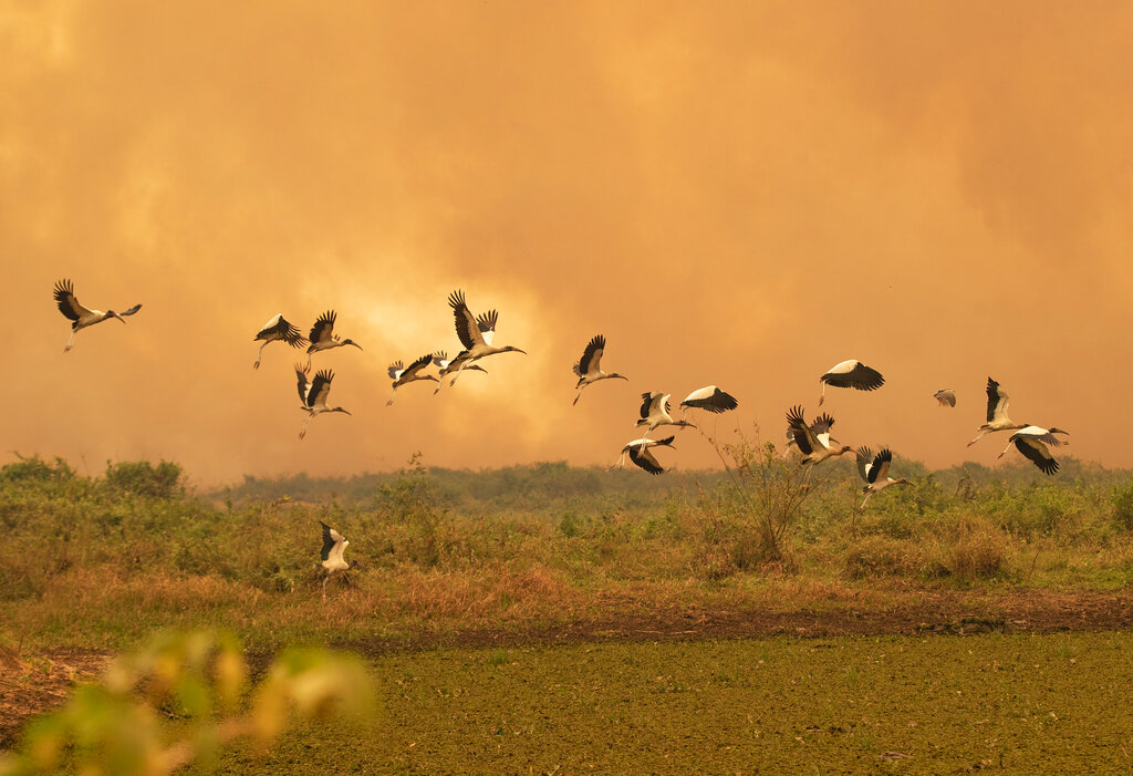 Birds fly past as a fire consumes an area next to the Transpantaneira road at the Pantanal wetlands near Pocone, Mato Grosso state, Brazil, Friday, Sept. 11, 2020. The number of fires in Brazil’s Pantanal, the world’s biggest tropical wetlands, has more than doubled in the first half of 2020 compared to the same period last year, according to data released by a state institute.  (AP Photo/Andre Penner)