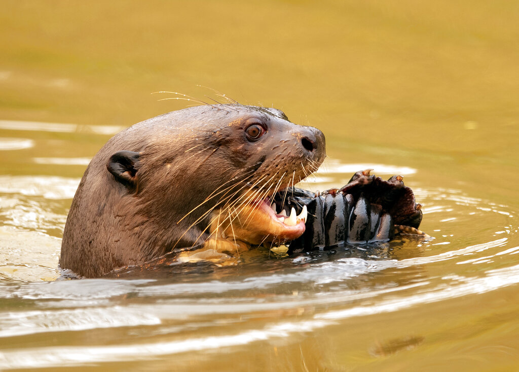 An otter eats a fish at the Encontro das Aguas park at the Pantanal wetlands near Pocone, Mato Grosso state, Brazil, Saturday, Sept. 12, 2020. Wildfire has infiltrated the part as the number of fires at the world's biggest tropical wetlands has more than doubled in the first half of 2020, according to data released by a state institute. (AP Photo/Andre Penner)