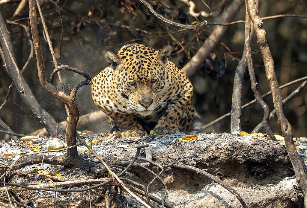 A jaguar crouches on an area recently scorched by wildfires at the Encontro das Aguas park in the Pantanal wetlands near Pocone, Mato Grosso state, Brazil, Sunday, Sept. 13, 2020. Firefighters, troops and volunteers have been scrambling to find and rescue jaguars and other animals before they are overtaken by the flames, which have been exacerbated by the worst drought in 47 years, strong winds and temperatures exceeding 40 degrees centigrade (104 fahrenheit). (AP Photo/Andre Penner)