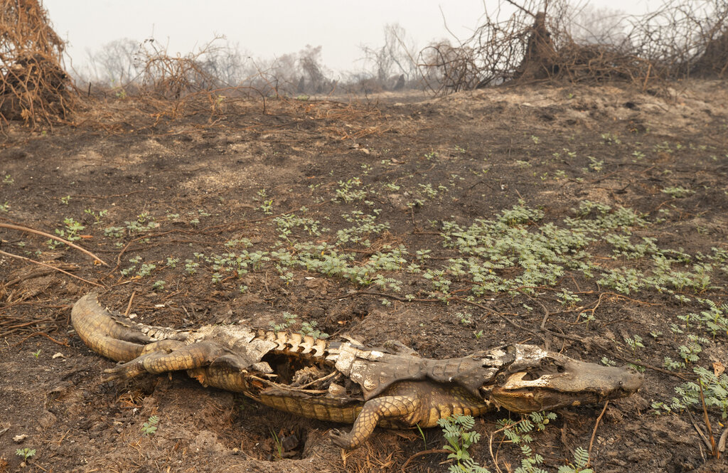 The remains of a dead alligator lay on the ground after a wildfire burned through the area next to the Transpantaneira road in the Pantanal wetlands near Pocone, Mato Grosso state, Brazil, Monday, Sept. 14, 2020. A vast swath of the vital wetlands is burning in Brazil, sweeping across several national parks and obscuring the sun behind dense smoke. (AP Photo/Andre Penner)